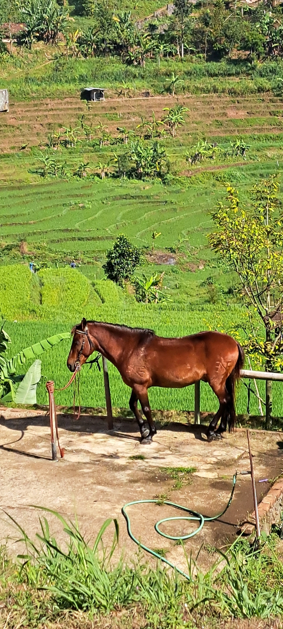 A brown horse stands tethered to a post in a paved area with some grass and a coiled green hose. The horse is facing left, with its head down. In the background, there are terraced rice fields with lush green vegetation, suggesting a rural or agricultural setting. The landscape is hilly, with trees and some small structures visible on the slopes. The scene appears to be in Tretes, Indonesia, a location known for its natural beauty and agricultural landscapes.