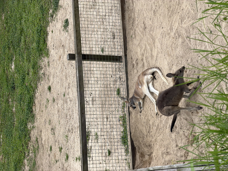 Two kangaroos rest in a sandy enclosure. One kangaroo is light brown, lying down near a wire fence. The other is darker brown, standing and partly obscured by green foliage. The enclosure's boundary includes a wire fence and natural elements such as grass and plants, suggesting a zoo or wildlife park setting. The perspective is from above, providing a full view of the scene.