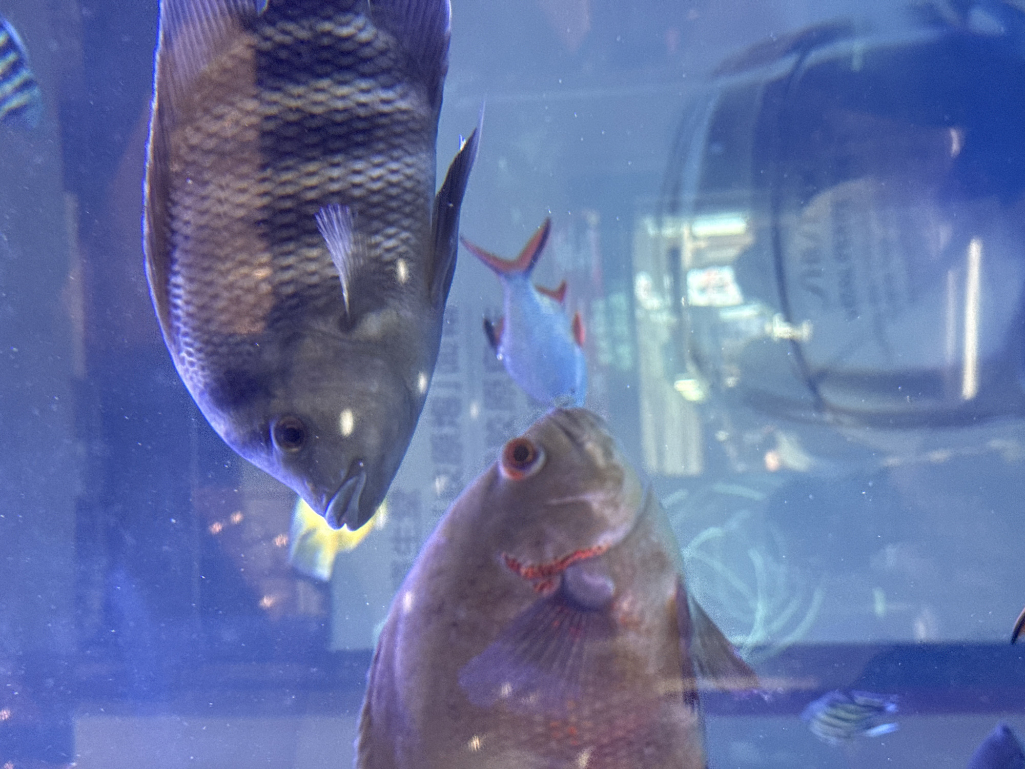 The image shows an indoor aquarium with several fish swimming. In the foreground, a large, grey-brown fish with red markings around its eye is visible, facing left. Behind it and slightly above, another large, grey fish with dark vertical stripes is swimming, facing right. In the middle ground, a smaller, bright blue fish with red fins is swimming left. The aquarium is illuminated with blue light, creating a slightly hazy atmosphere. Reflections of lights and possibly people are visible on the glass. Text in Chinese characters is faintly visible on a sign in the background. The image does not provide any specific information about its location in Shanghai, China.