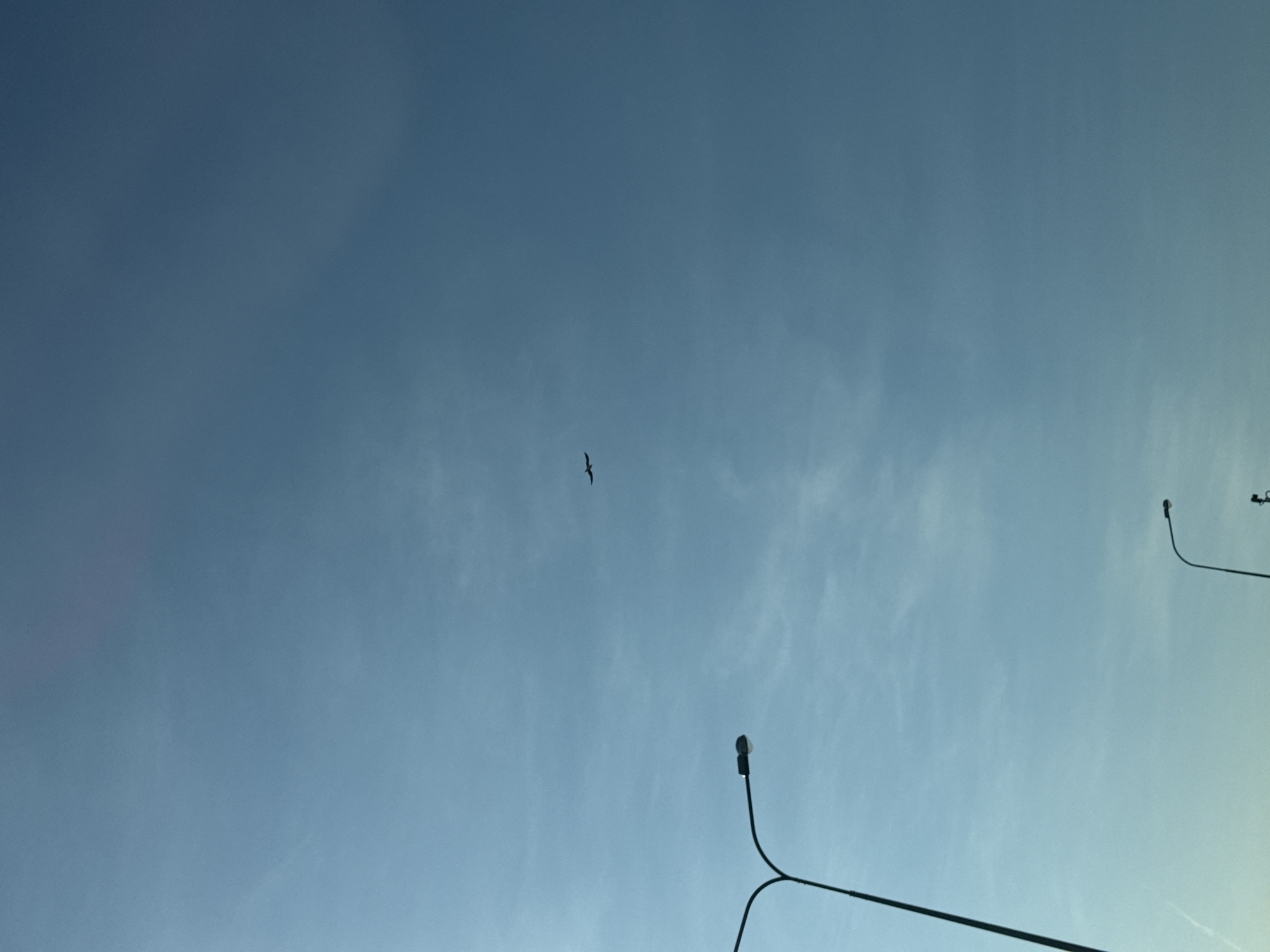 The image shows a sky with a bird flying in the middle and streetlights on the bottom right and bottom. The sky is a gradient of light blue, with some wispy clouds visible. The bird is silhouetted against the sky. The streetlights are black and appear to be modern style. The location is Chaikovsky, Russia.