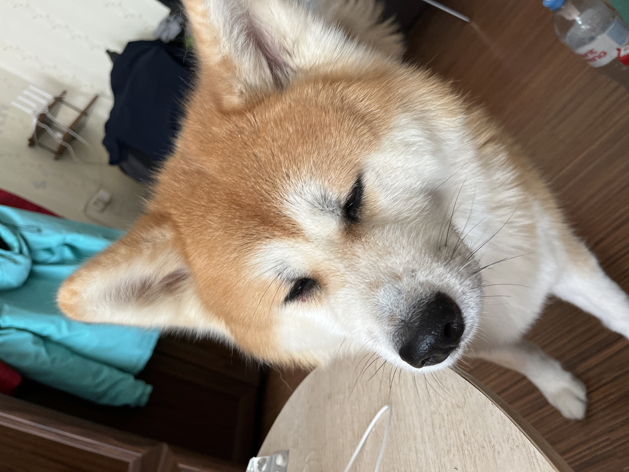 A close-up, high-angle shot shows the head and front paws of a Shiba Inu dog indoors. The dog has reddish-orange and white fur, with its eyes closed and its head tilted slightly to the left. Its black nose is prominent. The dog is sitting on a wooden floor, with its front paws visible. To the left, a portion of a light-colored wooden table is visible, with a white wire or cord lying on it. In the background, there is a wooden cabinet or dresser with a turquoise jacket hanging on it. Further back, against a light-colored wall, a small wooden rack with white items is mounted. A dark navy blue garment is folded on the floor in the background. To the right, a clear plastic bottle with a blue cap and a label is partially visible on the floor. The scene appears to be an indoor domestic setting, possibly an apartment in Minsk, Belarus, given the context provided by the user.