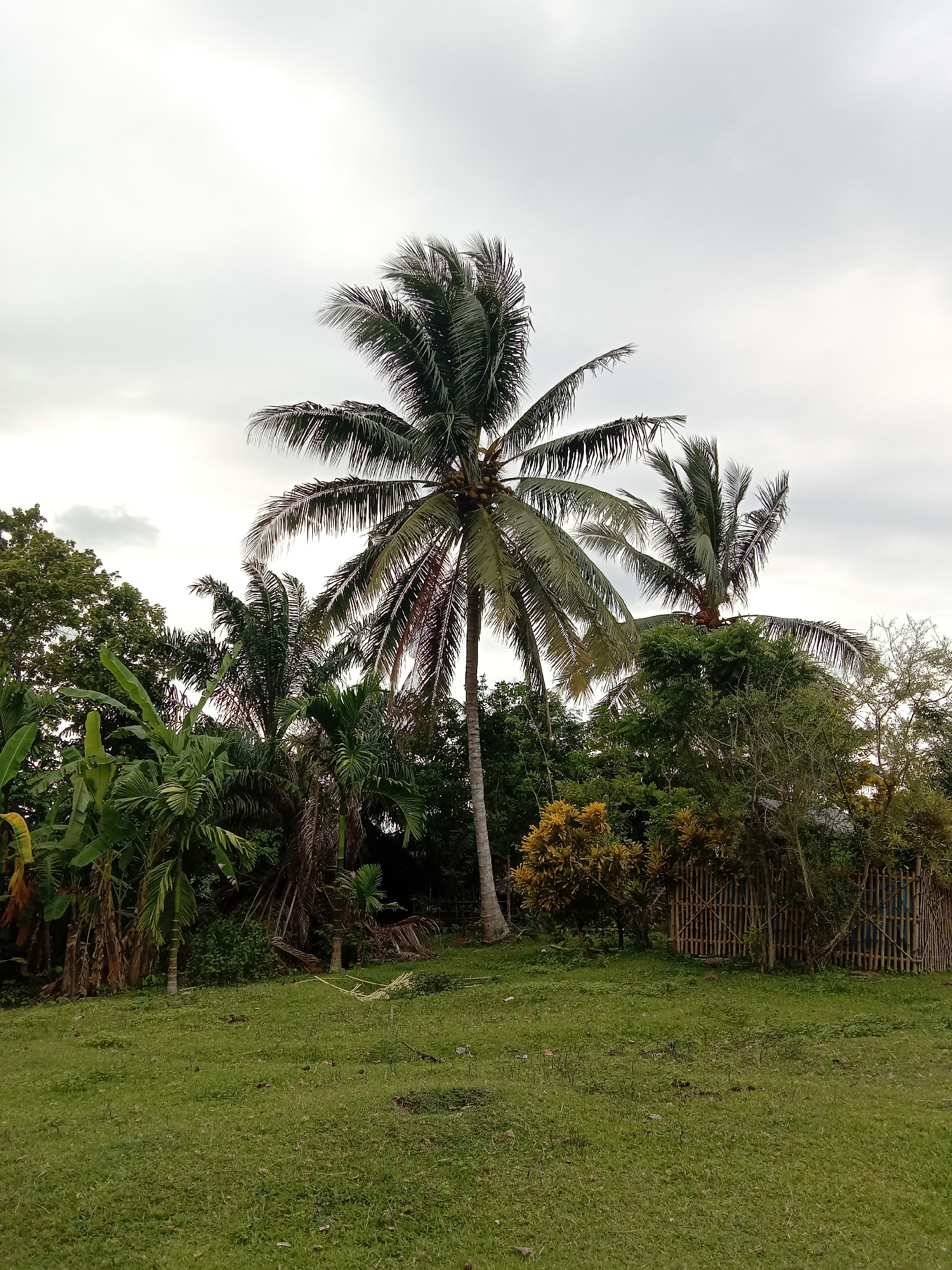 The image depicts a landscape scene in what appears to be a rural or suburban area of Blangkarieng, Indonesia. The dominant features are several palm trees of varying heights, with the tallest one centrally positioned in the frame. Lush green vegetation, including banana trees and other tropical plants, fills the foreground and midground. A simple bamboo fence borders the right side of the frame. The sky is overcast, suggesting a cloudy day. There is no visible human presence or activity. The ground is covered in a green grassy lawn with patches of bare earth.