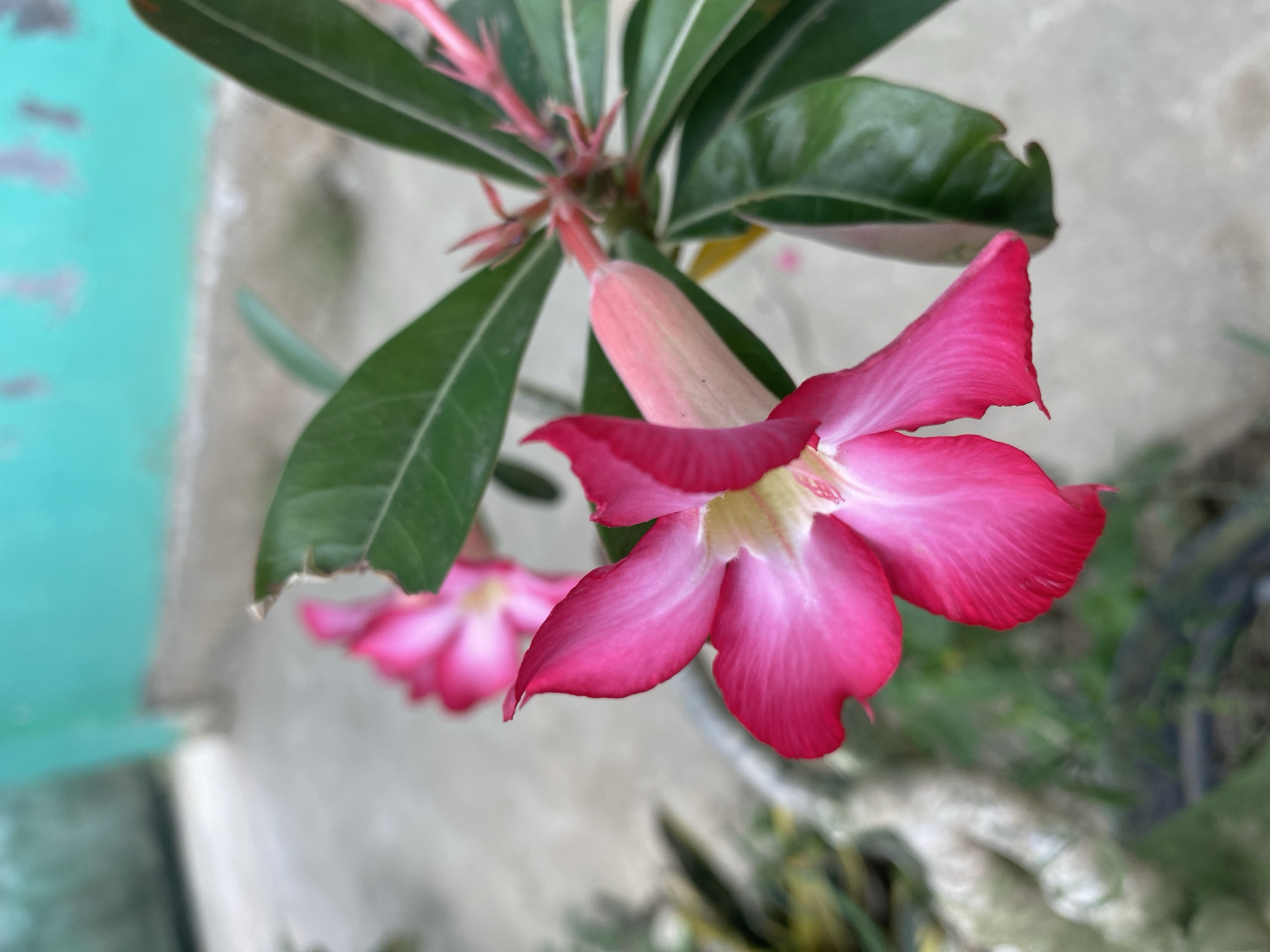 A vibrant close-up photograph features a Desert Rose (Adenium obesum) in full bloom. The primary subject is a striking fuchsia pink flower with five distinct petals, each showcasing a rich, deep pink hue that lightens to a pale yellow or cream in its center. The petals have a delicate, slightly wavy texture, and their edges are a more intense shade of pink.
To the left and slightly behind the main bloom, a second, equally vibrant pink flower is visible, blurred, suggesting a shallow depth of field focusing on the foreground blossom. Above and behind the main flower, a slender, pink flower bud, partially open, hints at future blooms. The plant's leaves are dark green, ovate, and appear leathery, with some veins faintly visible. One leaf near the top shows a small imperfection or tear along its edge.
The background is significantly blurred, creating a soft bokeh effect. On the far left, a distinct patch of bright turquoise or teal color suggests a painted wall or structure. The rest of the background consists of muted grey and beige tones, likely a ground surface or another distant wall, interspersed with blurred patches of green foliage. The lighting suggests natural daylight, illuminating the flower's vibrant colors. There is no visible text or identifiable activity other than the static presence of the flowering plant. The location context provided is Gampongaceh, Indonesia, which aligns with the tropical nature of the Desert Rose plant.