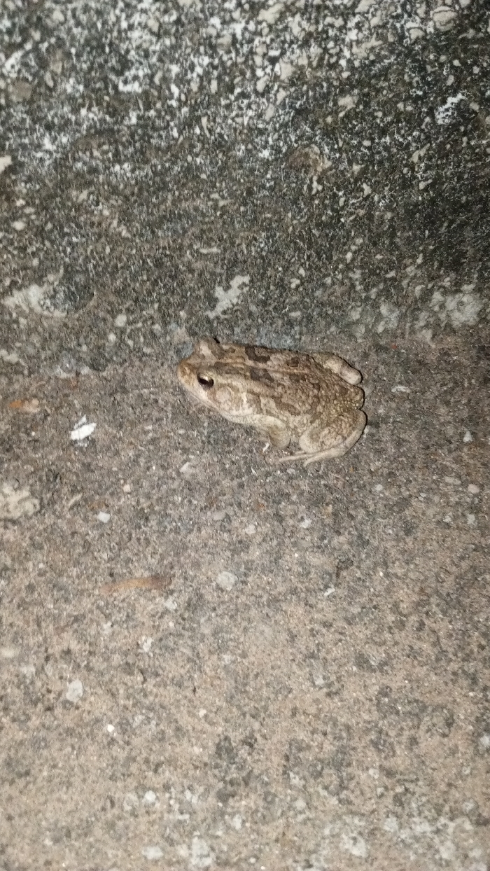 A single common toad is observed in a crouched, stationary position on a textured concrete surface in Adankolo, Nigeria. The toad, approximately 7-10 cm in length, displays a mottled brown and grey coloration with visible wart-like skin texture and prominent dark eyes. It is oriented facing the left side of the frame. The immediate environment consists of a rough, granular grey concrete slab, exhibiting slight variations in color and texture. Scattered minor debris, including small white specks and thin brown organic fragments, is present on the concrete around the toad. Lighting conditions suggest low ambient light, casting subtle shadows and highlighting the toad's features. No other animate subjects are visible.