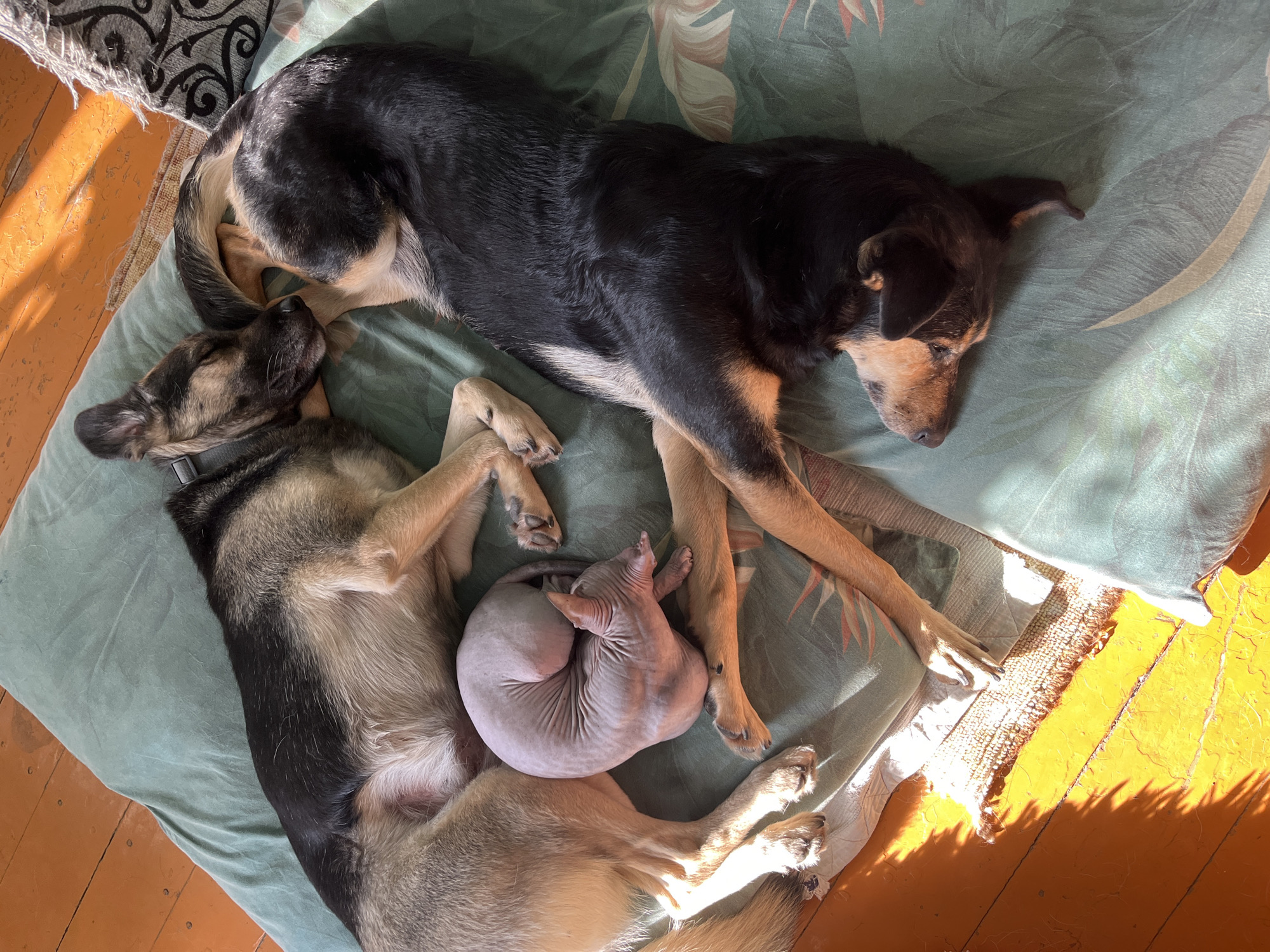 Two dogs, a German Shepherd and a black and tan mixed breed, are sleeping on a greenish-blue patterned blanket on a wooden floor. A hairless cat, curled into a ball, is nestled between the two dogs. Sunlight streams in from the left, casting shadows on the floor. The scene appears to be indoors in a residential setting, likely a home in Nizhny Tagil, Russia.