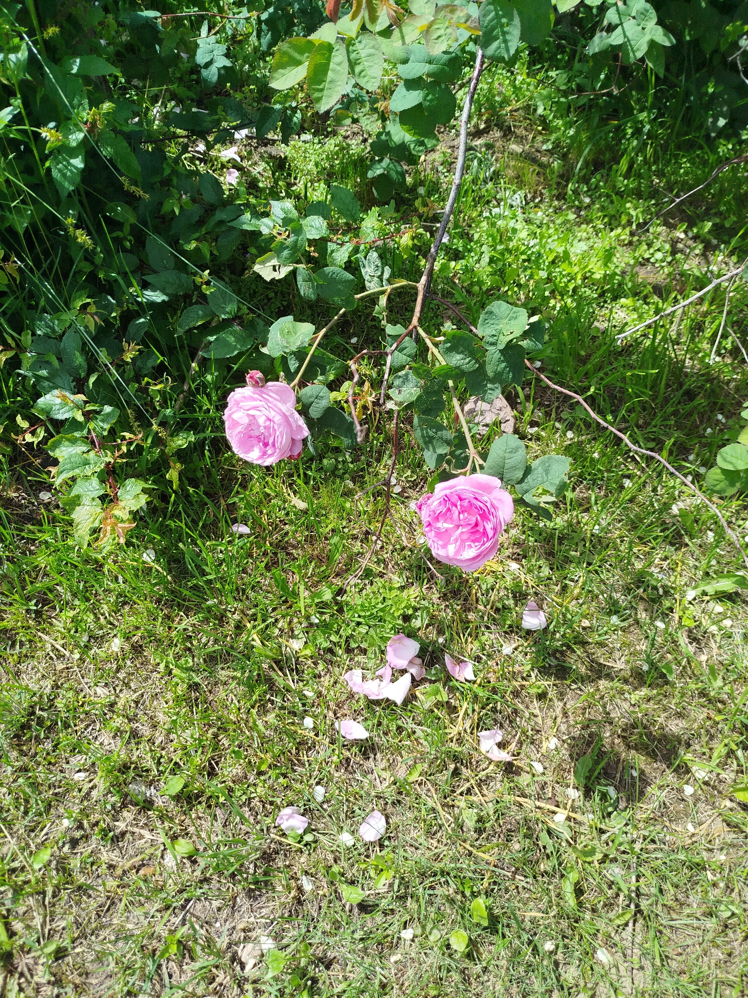 The image shows two delicate pink roses in full bloom, suspended from a thorny branch that extends from the upper left to the center of the frame. The roses are positioned on the right side of the image, with one slightly above and to the left of the other. Fallen pink petals are scattered on the ground around the roses, creating a soft, romantic scene. The ground is covered in a mixture of green grass and dry, straw-like vegetation, suggesting a natural, uncultivated outdoor setting. Lush green foliage forms a dense backdrop to the roses, with some leaves appearing to be part of the same plant, while others belong to surrounding greenery. The lighting suggests a sunny day, with shadows cast on the ground, indicating an outdoor environment in Крывасельскі сельскі Савет, Belarus. No people or animals are visible in the image.
