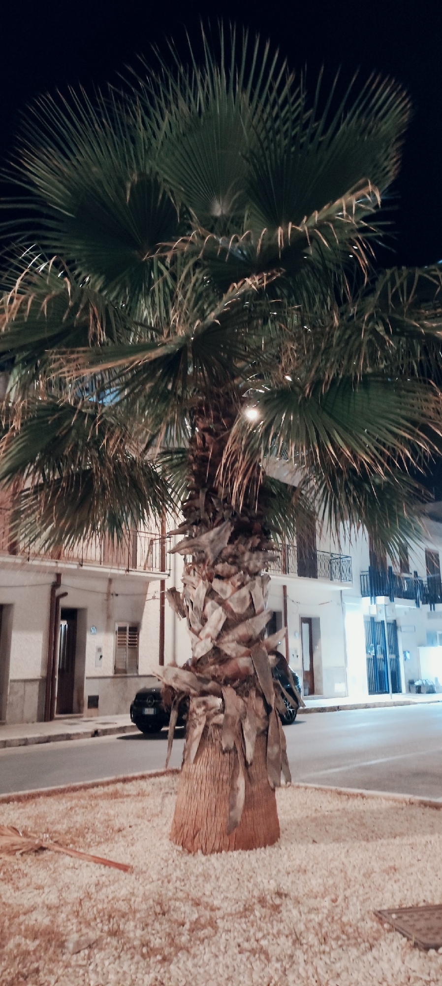 The image shows a palm tree in the foreground, with its fronds spread out against a dark sky. The trunk of the tree is rough and textured. In the background, there are buildings that appear to be houses or apartments, with balconies and windows. There are also cars parked on the street and a streetlamp illuminating the area. The ground around the palm tree is covered with small white pebbles. The scene is set at night, and the lighting suggests that it is an urban or semi-urban environment. Specifically, this is the street in San Vito Lo Capo, Italy.