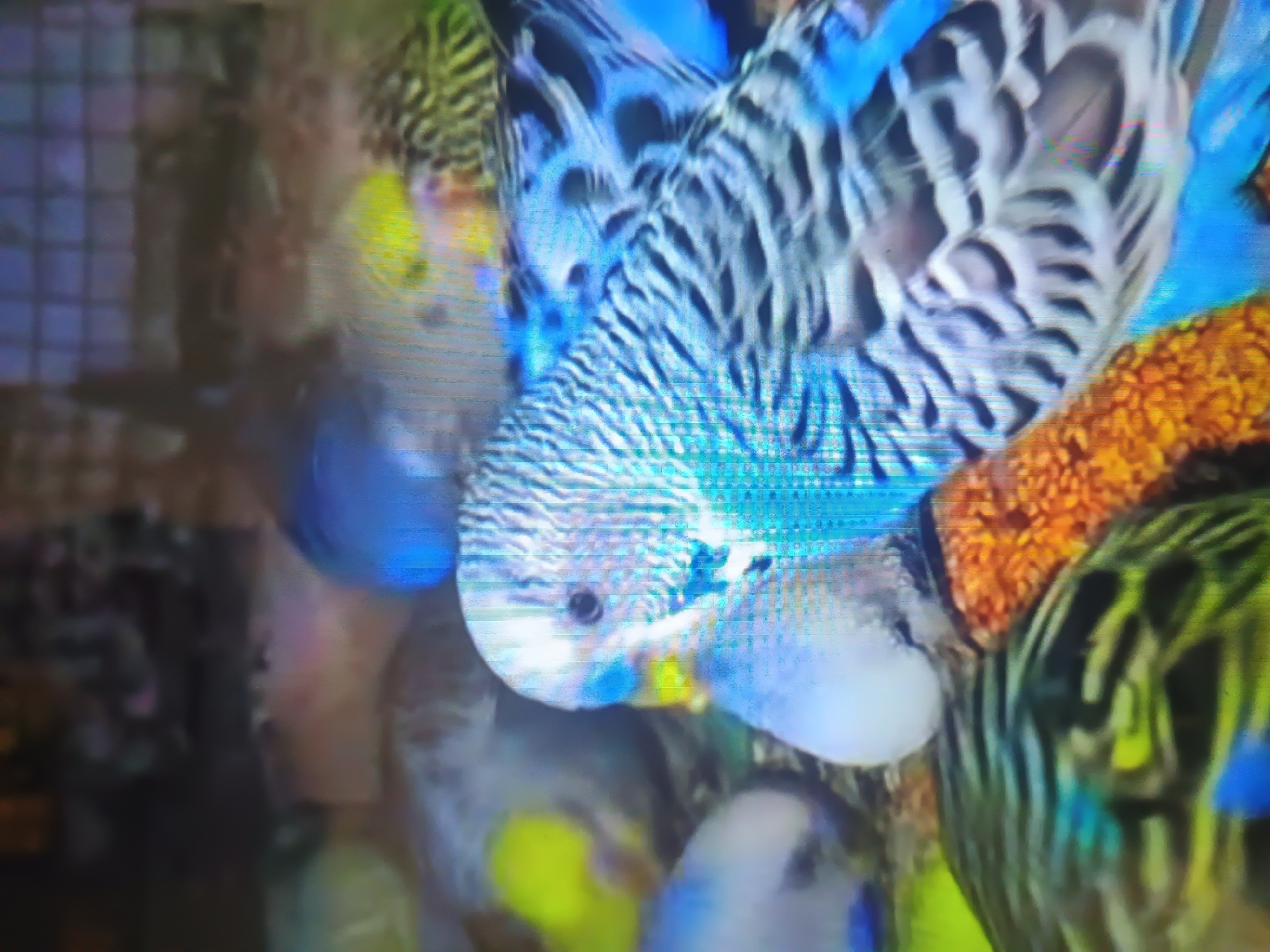The image depicts multiple budgerigars (parakeets) within an enclosed environment, likely an aviary or cage. In the foreground, slightly right of center, is a dominant blue and white budgerigar, characterized by intricate black undulations on its white head and dark barring on its light blue body and wings. Its small, dark eye is visible, and it possesses a pale yellow beak with a blue cere. A second, lighter-colored budgerigar is positioned directly beneath the chest of the primary subject, in very close proximity, with only its head and part of its back visible.
Additional budgerigars, varying in coloration including yellow and blue, are visible out of focus in the midground and background. The floor of the enclosure is covered with a granular, orange-brown substrate, possibly seed or bedding. The background is significantly blurred, revealing indistinct shapes and faint horizontal/vertical lines consistent with a wire mesh cage. The overall image exhibits substantial pixelation, blurring, and prominent horizontal scan lines, suggesting it is a photograph of a digital screen or a heavily compressed file. The scene is located within an indoor setting in the city of Unknown, Unknown.