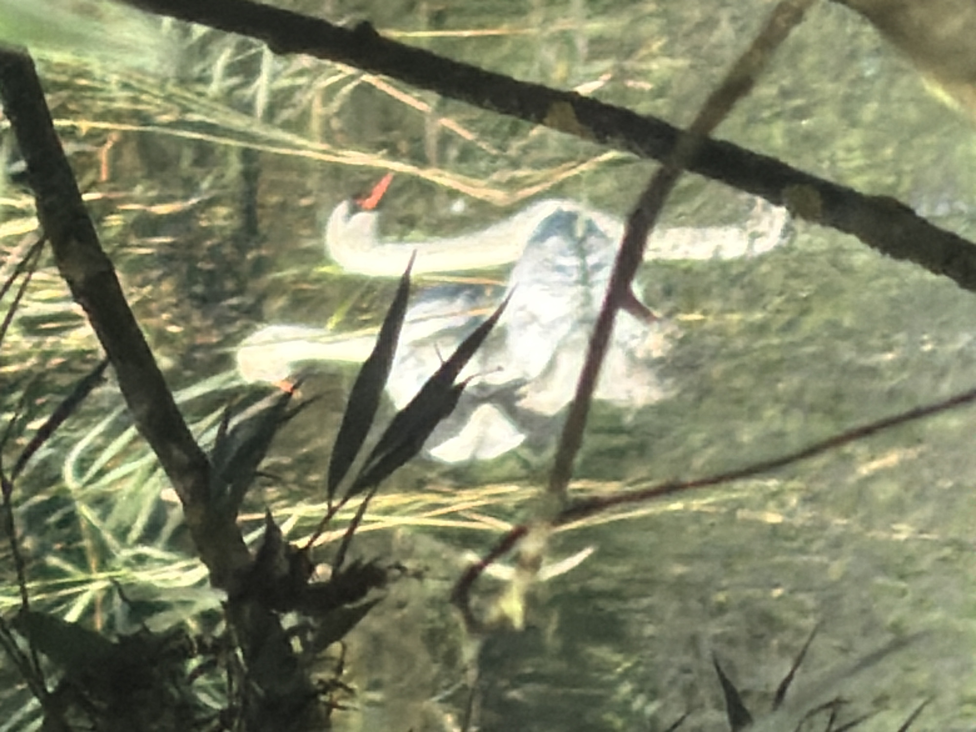 Two white swans with orange beaks are partially obscured by tree branches and reeds. The swans are in murky water with reflections of the surrounding vegetation. The image appears to be taken from a distance and is slightly out of focus. There is no information to determine the specific location within the city of Szczecin, Poland, nor any details about people, actions, or interactions. The environment is natural, with aquatic plants and trees visible.