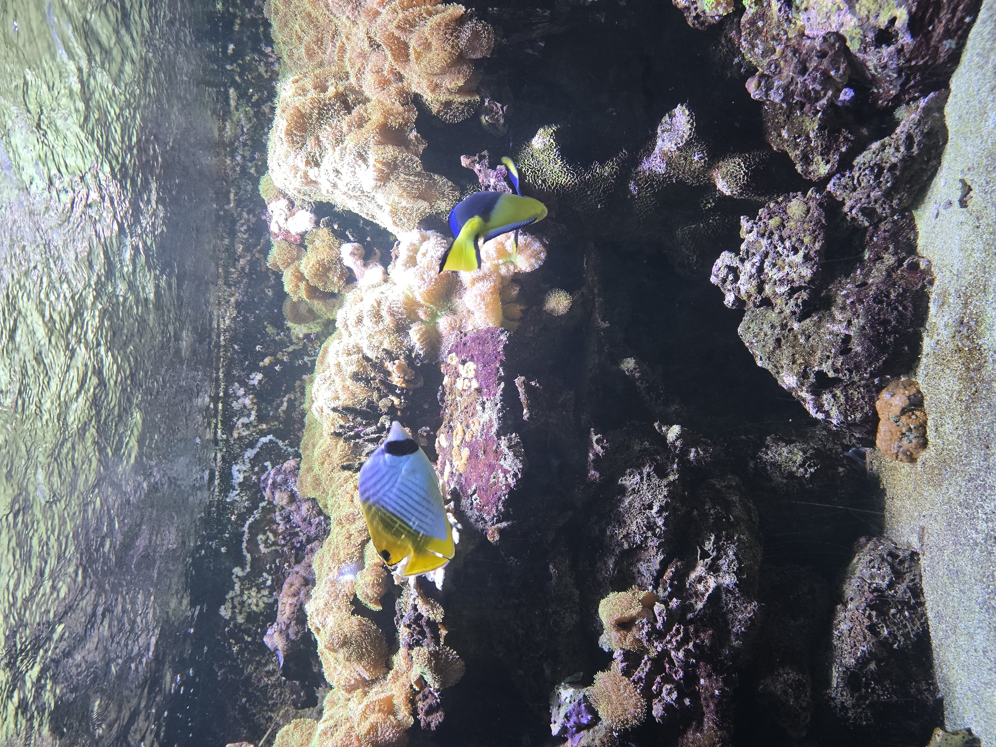 The image depicts a vivid underwater scene within an aquarium. Two fish, one a blue and yellow angelfish and the other a yellow and white butterfly fish, are seen swimming amidst coral and rock formations. The setting is likely an aquarium tank, as evidenced by the artificial underwater environment and the clarity of the water. Light filters through the water, creating shimmering reflections and illuminating the coral and fish. The fish appear to be in a controlled environment designed to mimic a natural reef ecosystem. There is no indication of people, actions or interactions. The location is within the city of Unknown, Unknown.