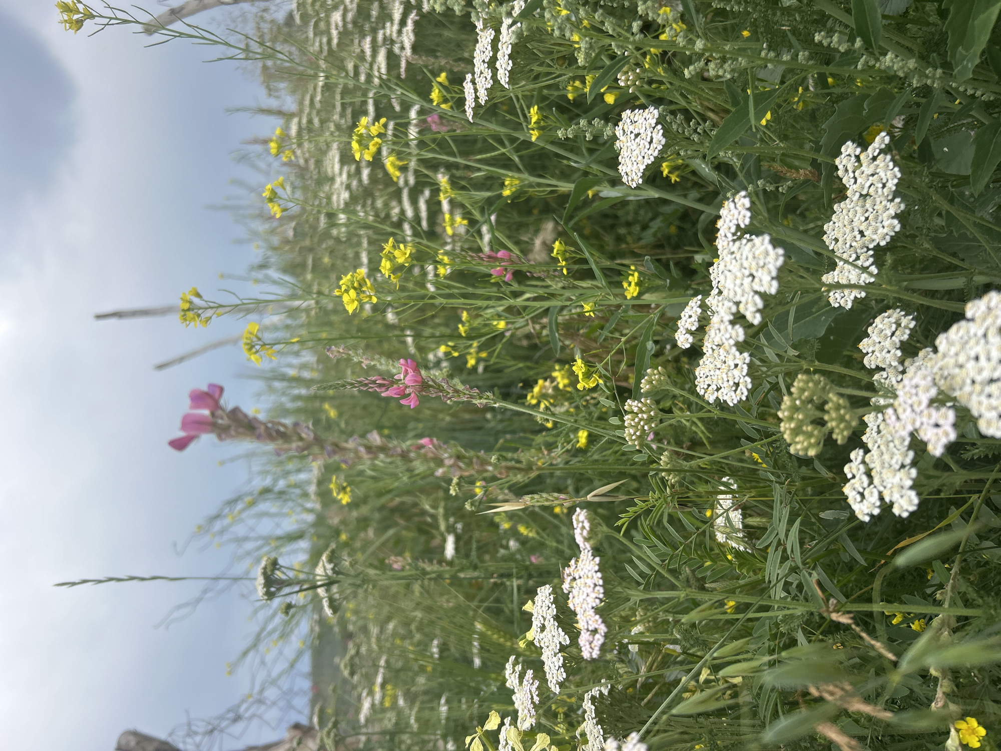 This image shows a close-up view of a field of wildflowers under a cloudy sky. The flowers are predominantly white and yellow, with some pink accents from a taller stalk of flowers in the center. The foreground features clusters of small white flowers, likely yarrow, with yellow flowers and green foliage interspersed. In the background, the field extends to a blurred horizon, with what appears to be a rustic fence on the left side of the frame. The overall impression is one of a natural, untamed landscape. This scene is consistent with the rural environment found in and around the village of Dede-Meyl, Kyrgyzstan.