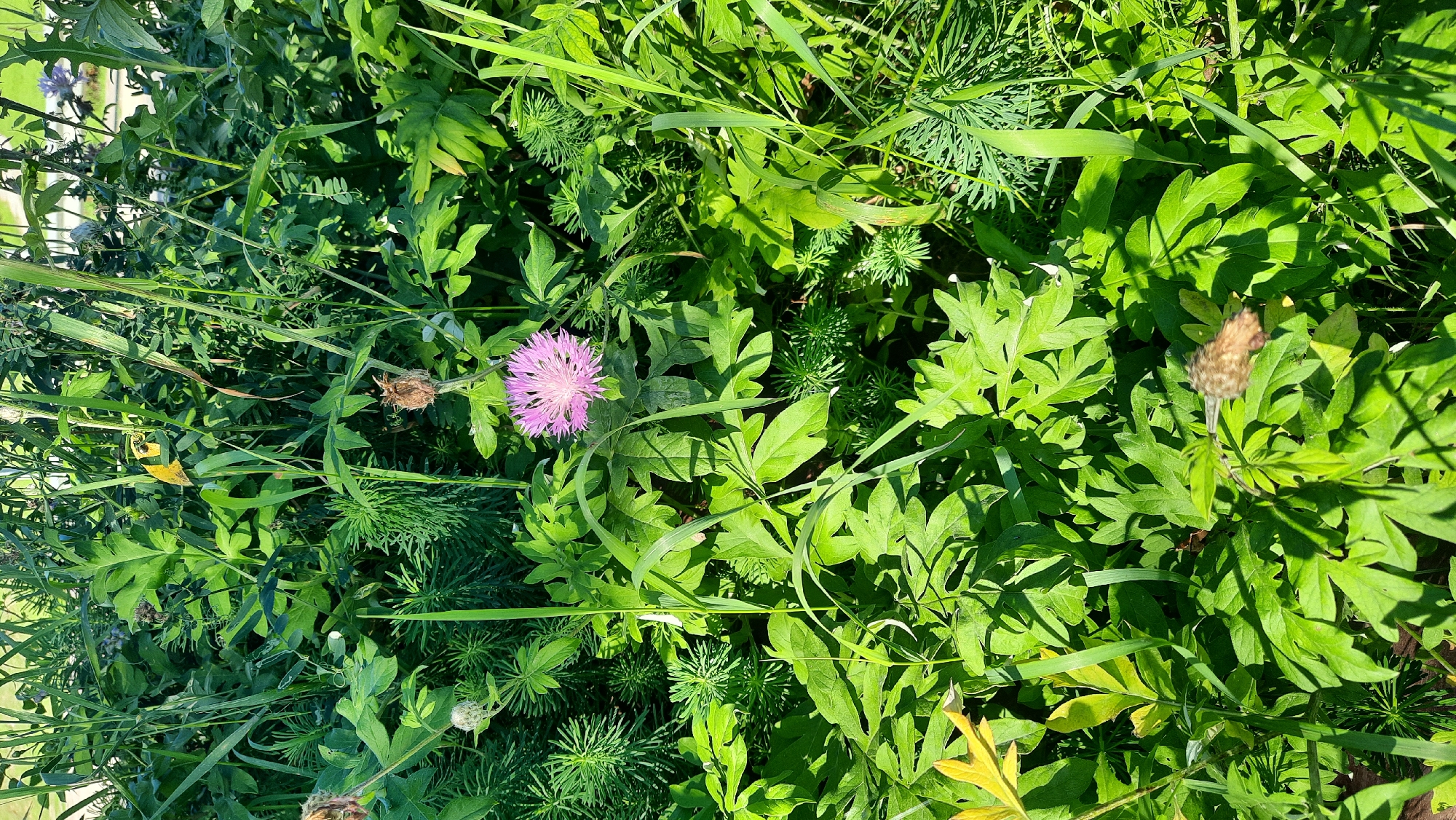 The image is a high-angle shot of a cluster of green foliage and plants, with a single pink flower in the center. The plants are dense and appear to be growing in a natural, uncultivated setting. Some of the plants have feathery leaves, while others have broader, lobed leaves. The flower is a composite flower with many delicate petals. The lighting suggests it is daytime, with shadows cast by the plants. There are no people or animals visible in the image. The location is identified as Жодзішкаўскі сельскі Савет, Belarus.