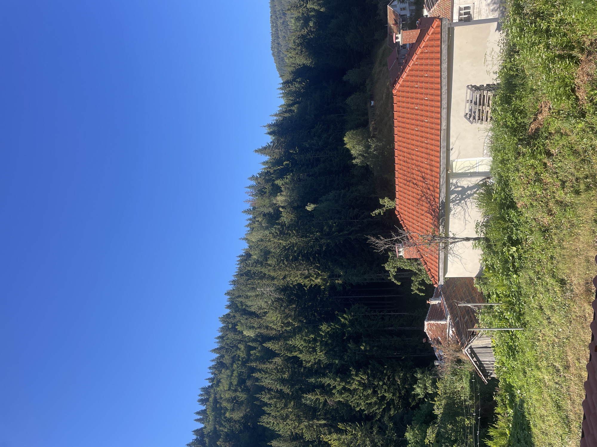 The image depicts a rural scene with a dense forest in the background, a clear blue sky above, and a few houses in the foreground. The forest, comprised of tall, dark green coniferous trees, covers a sloping hillside. In the middle ground, there are several houses with red-tiled roofs, some appearing older and in disrepair, while others seem more recently constructed. Vegetation, including green grass and bushes, is abundant around the houses. The overall impression is one of a peaceful, natural setting, likely in a mountainous region, characteristic of areas like Manastir, Bulgaria. There are no people visible in the image.