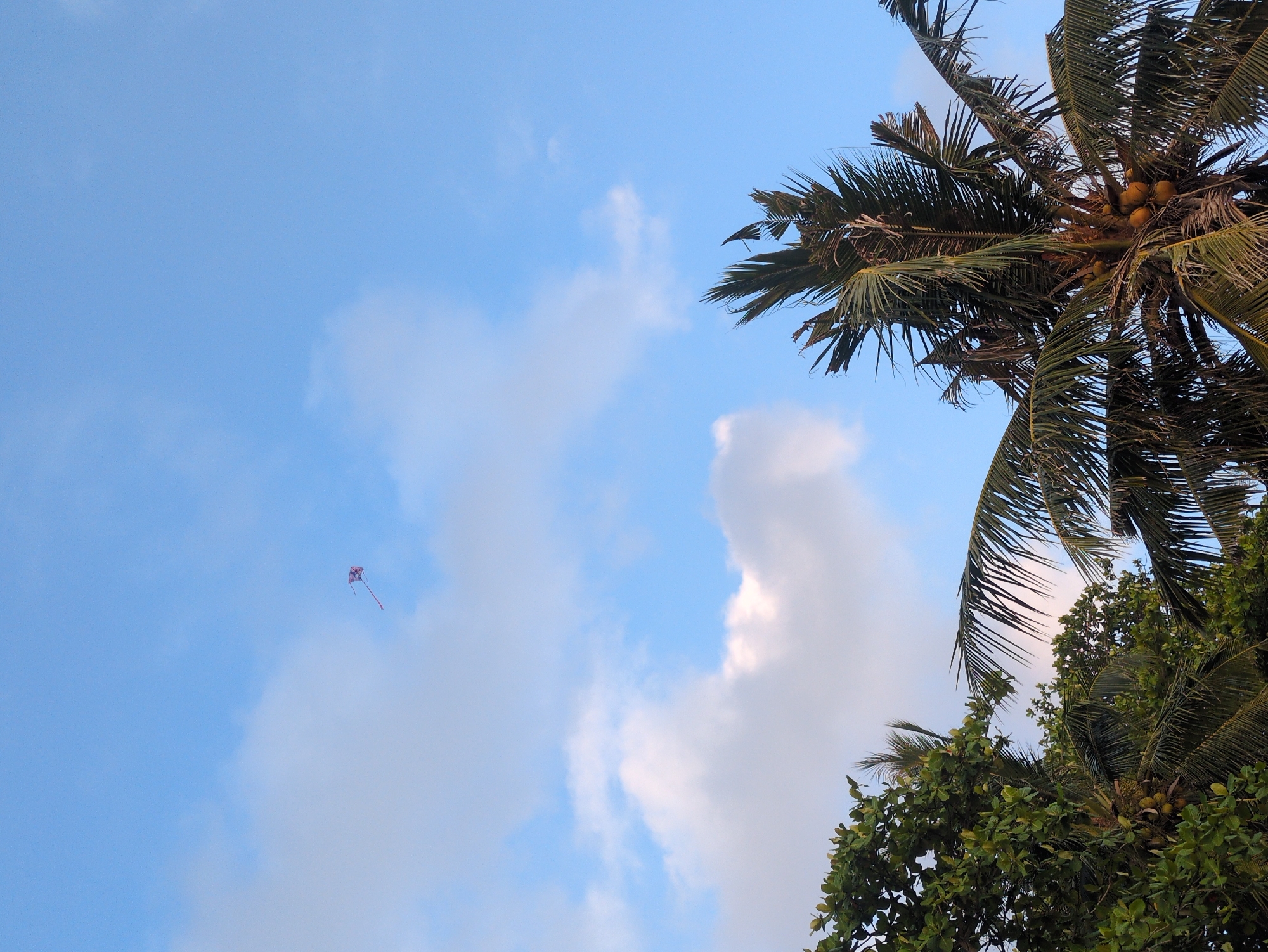 A low-angle shot of the sky on Phú Quốc, Vietnam, shows a blue sky with scattered clouds. A red kite flies at the left side of the image. Coconut and tropical trees are on the right side of the frame. Coconuts are visible in the upper tree.