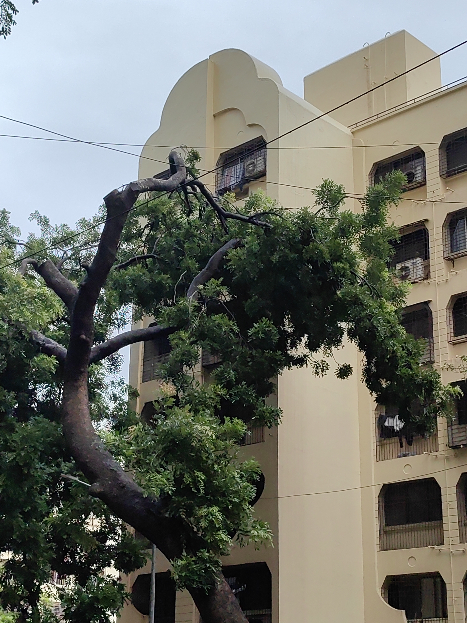 In Mumbai, India, a mature tree with a thick, gnarled trunk is leaning precariously towards a pale yellow apartment building. The tree's branches are heavy with green foliage, some of which obscure the building's windows. Several windows on the building are protected by metal bars, and one unit has an air conditioner installed. Clothes are hanging on a line on one of the balconies. Wires, likely for electricity or telecommunications, are strung across the sky, crossing over the tree and in front of the building. The sky is overcast, suggesting a cloudy day. The scene depicts a common urban environment where nature and infrastructure coexist, with the tree's lean suggesting it might be impacted by wind or the environment.