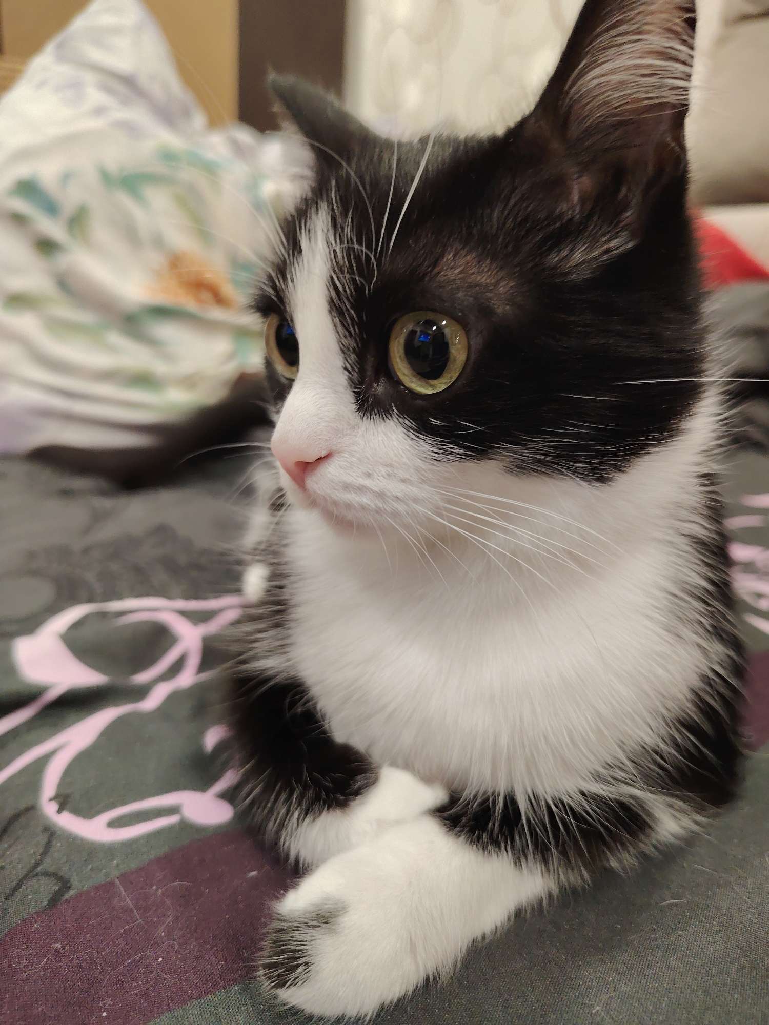 A black and white tuxedo cat, appearing to be a kitten, is captured in a close-up portrait, seated upright on a patterned bed or blanket. The cat has a white muzzle, chest, and paws, with prominent black fur covering its head, back, and parts of its legs. Its large, round eyes feature yellowish-green irises with prominent pupil reflections, directed towards the left side of the frame. A small, pink nose and numerous long, white whiskers are visible. The cat's front paws are tucked together under its chest. The immediate surface beneath the cat is a dark grey fabric with faint, abstract pink or lavender patterns. The background is out of focus, showing blurred fabric in shades of white, green, blue, and a hint of orange/brown on the left, and a darker reddish hue on the right, indicating an indoor setting in an unspecified city and location.