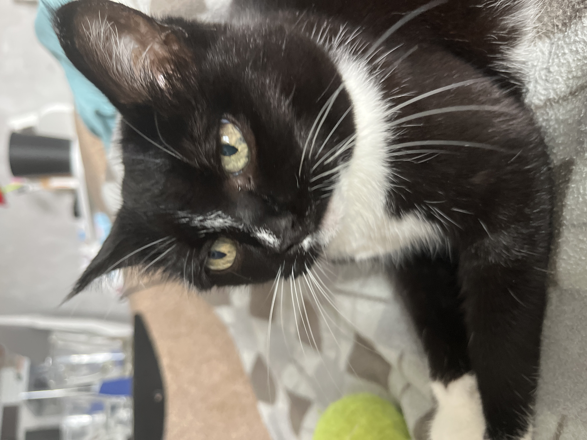 A black and white cat with yellow eyes is lying down on a gray and beige checkered surface. A neon green tennis ball is visible to the left of the cat. The background is blurred and appears to be an indoor setting with furniture and objects like glasses and a black container. There is no information available about the location being Moscow, Russia.