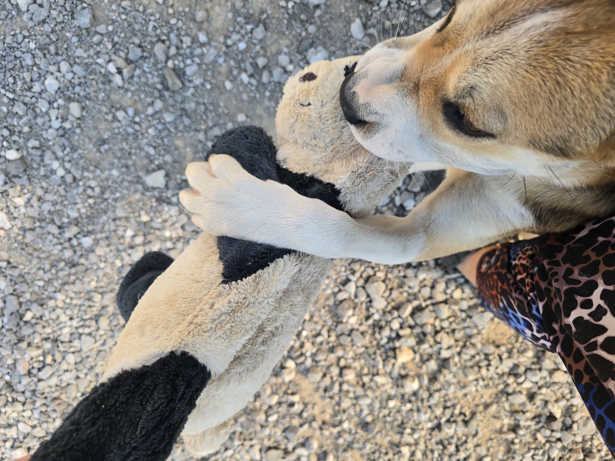 A close-up overhead shot shows a dog's face, nose pressed against a plush stuffed animal. The dog has tan fur with black markings around its eyes and on its muzzle. The stuffed animal is light brown with black patches. A person's leg, clad in a patterned skirt with black, brown, blue, and orange splotches, is visible at the bottom left of the frame. The ground is covered in small, gray gravel. The scene is outdoors, likely in an urban area of Podgorica, Montenegro, given the gravel and the proximity to a person. The lighting suggests it is daytime.