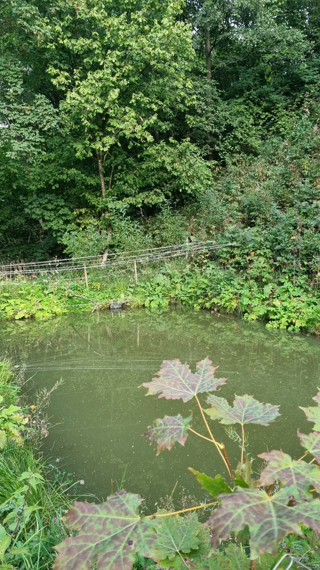The image depicts a tranquil natural scene, likely in a rural setting near the village of Izky, Ukraine, characterized by dense green foliage and a calm body of water. In the foreground, several large, multi-lobed leaves, appearing to be from a maple tree, are partially submerged or floating on the water's surface. These leaves exhibit a transition in color, with shades of green, brown, and purple, suggesting the onset of autumn. The water itself is a murky green, with a film of particles on its surface and faint reflections of the surrounding vegetation.
A low, simple fence, constructed from wooden posts and taut wires, runs horizontally across the midground, separating the water from the dense undergrowth. Behind the fence, a profusion of large-leafed green plants, possibly burdock or similar species, grows abundantly.
The background is dominated by a thick wall of trees and shrubs, forming a verdant canopy. The leaves are a vibrant green, indicative of a healthy forest ecosystem. The overall impression is one of undisturbed nature, with a sense of quiet and seclusion. No human figures or animals are visible in the frame. The lighting suggests it is daytime, with diffused light filtering through the leaves, creating soft shadows.
