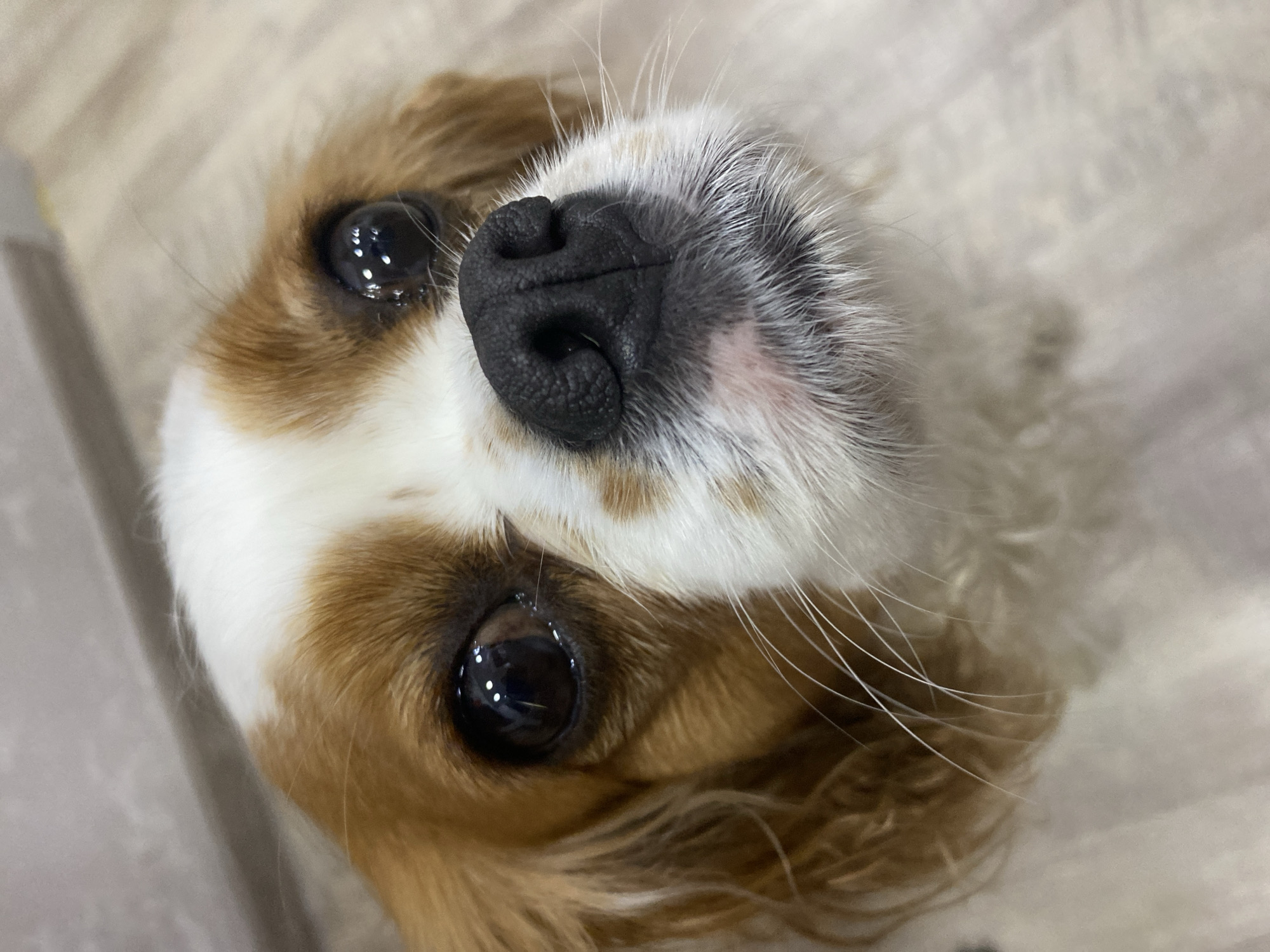 A close-up, head-on shot focuses on the face of a Cavalier King Charles Spaniel dog. The dog's large, dark eyes reflect light, giving them a glossy appearance. Its black nose is wet and textured, with white whiskers fanning out from its muzzle. The dog has a white blaze on its forehead and chest, with chestnut brown markings around its eyes and ears. The background is blurred, with hints of a light-colored wall and a wooden floor, suggesting an indoor setting. The image is cropped tightly, with the dog's face filling most of the frame.