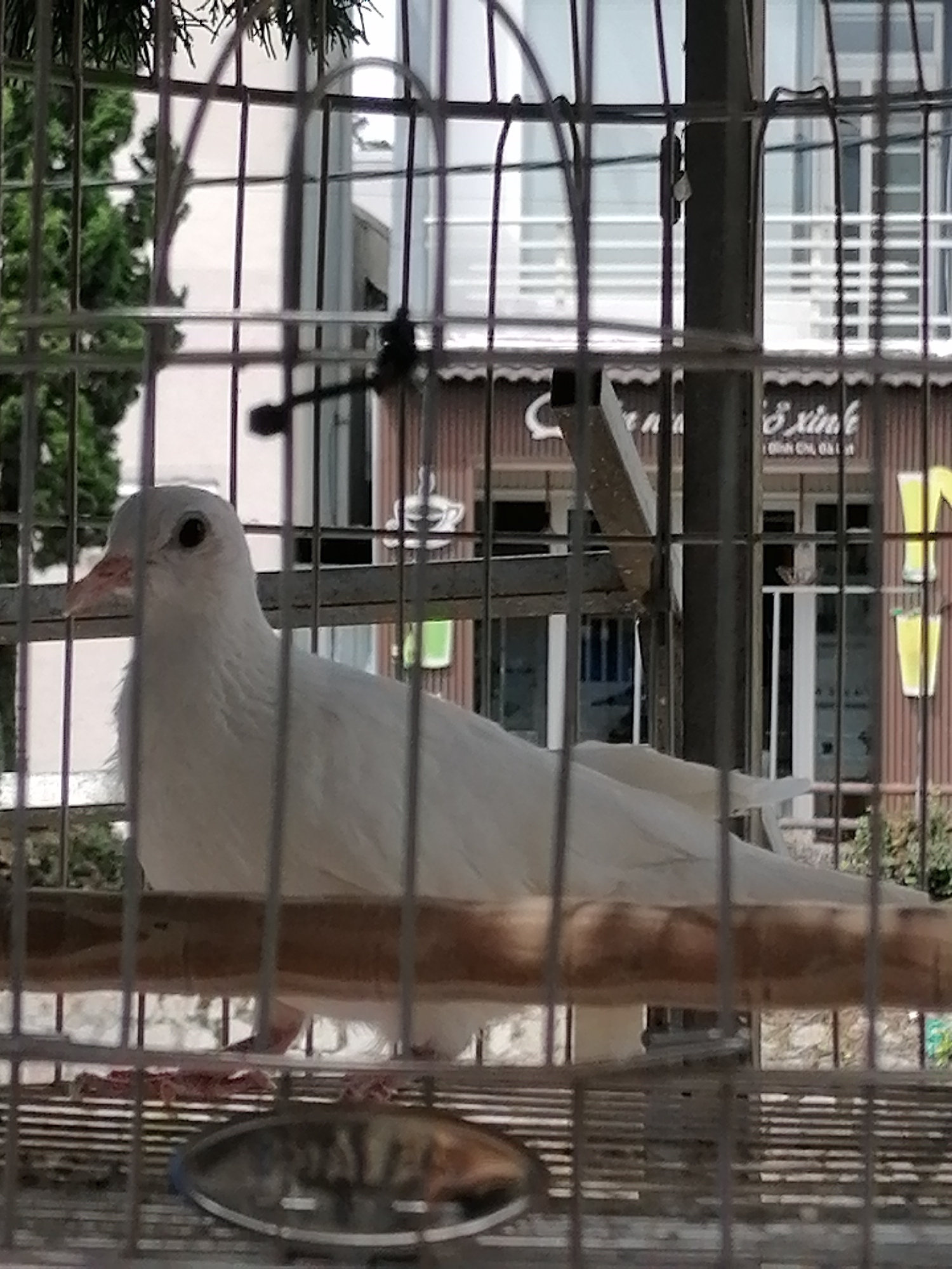 A white dove is perched inside a cage in Da Lat, Vietnam. The cage bars are prominent in the foreground, obscuring parts of the bird and the background. The dove is facing left, with its head slightly tilted. Its white feathers are ruffled. Behind the cage, a building with a dark brown facade and windows is visible. There appears to be some signage on the building, but it is not legible. Green foliage can be seen to the left and right of the building, suggesting an outdoor setting. A circular metal dish is visible at the bottom of the cage. The lighting suggests it is daytime.