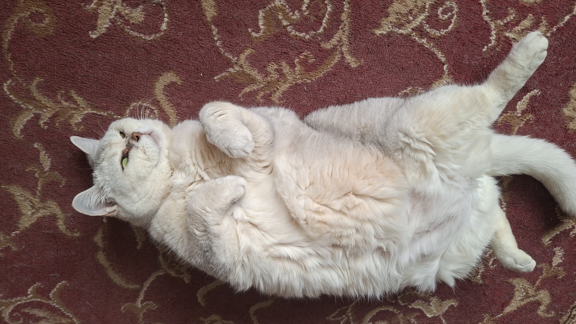 A light-colored cat lies on its back on a red rug with a brown floral pattern. The cat's paws are curled up near its chest, and its tail is extended to the right. The cat appears to be relaxed.
The location of the scene is Забалоцкі сельскі Савет, Belarus.