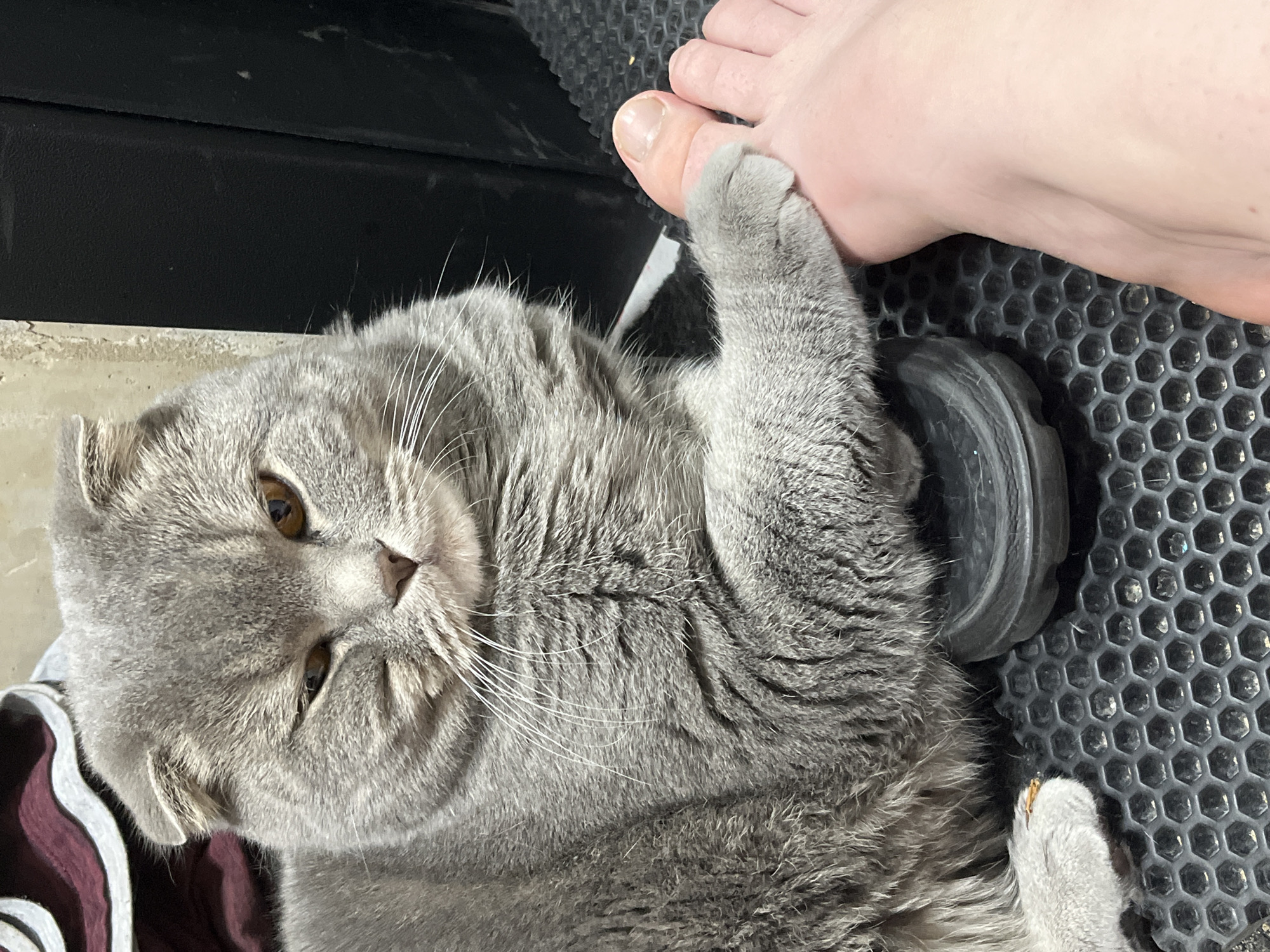 A gray Scottish Fold cat is lying on a gray rubber mat with hexagonal patterns, positioned next to a human foot. The cat's paw is touching the person's big toe. A black object resembling a car floor mat is visible near the top of the mat. A cushion with a maroon and white striped pattern is partially visible near the bottom left corner of the image. The photo was taken indoors with natural light. No information to suggest that the photo was taken in Chaikovsky, Russia.