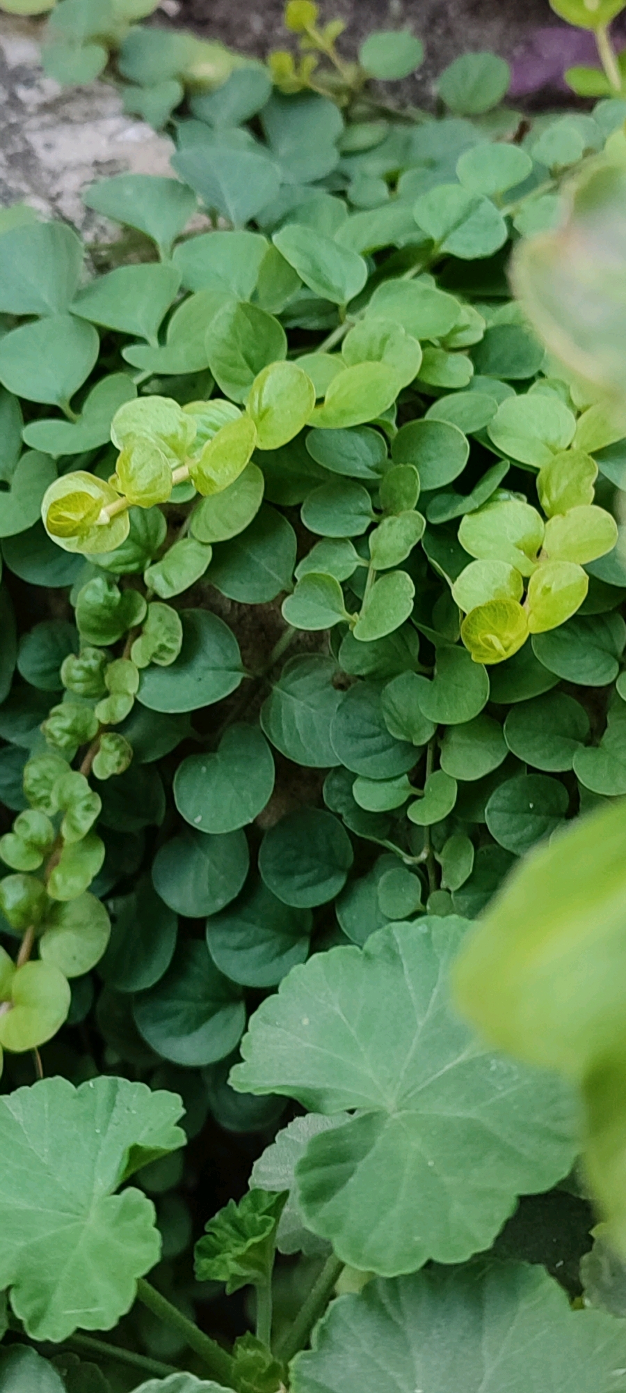 This is a close-up, eye-level shot of a dense, green vine with small, round leaves climbing on a rough, gray, stone-like surface. The vine appears to be healthy and vibrant, with some leaves showing a lighter, almost yellow-green hue, indicating new growth. In the foreground, larger, scalloped green leaves are out of focus, suggesting they belong to a different plant. The overall impression is one of natural growth and texture. The image is an outdoor scene. The location in the city of Belaya Kalitva, Russia, is not discernable from the image itself, as there are no identifiable landmarks or environmental clues specific to that city.