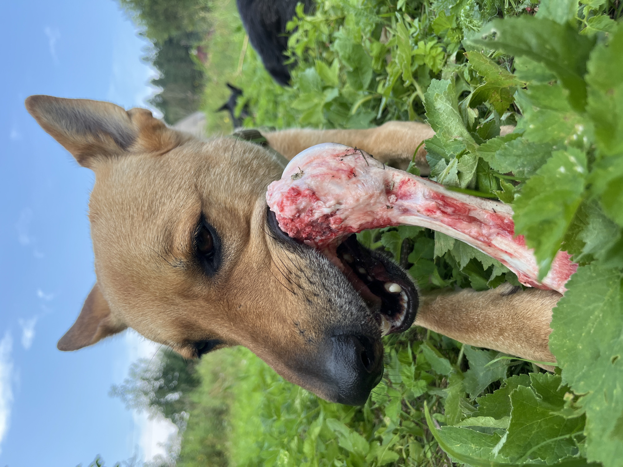 In an outdoor grassy area, a tan dog is holding a large bone in its mouth. The dog's head is close to the camera, with its eyes looking forward. The bone is raw and bloody. In the background, two other dogs are visible, one black and one tan, lying down in the grass. The sky is blue with some white clouds. The location is not specified to be in the city of Nizhny Tagil, Russia.