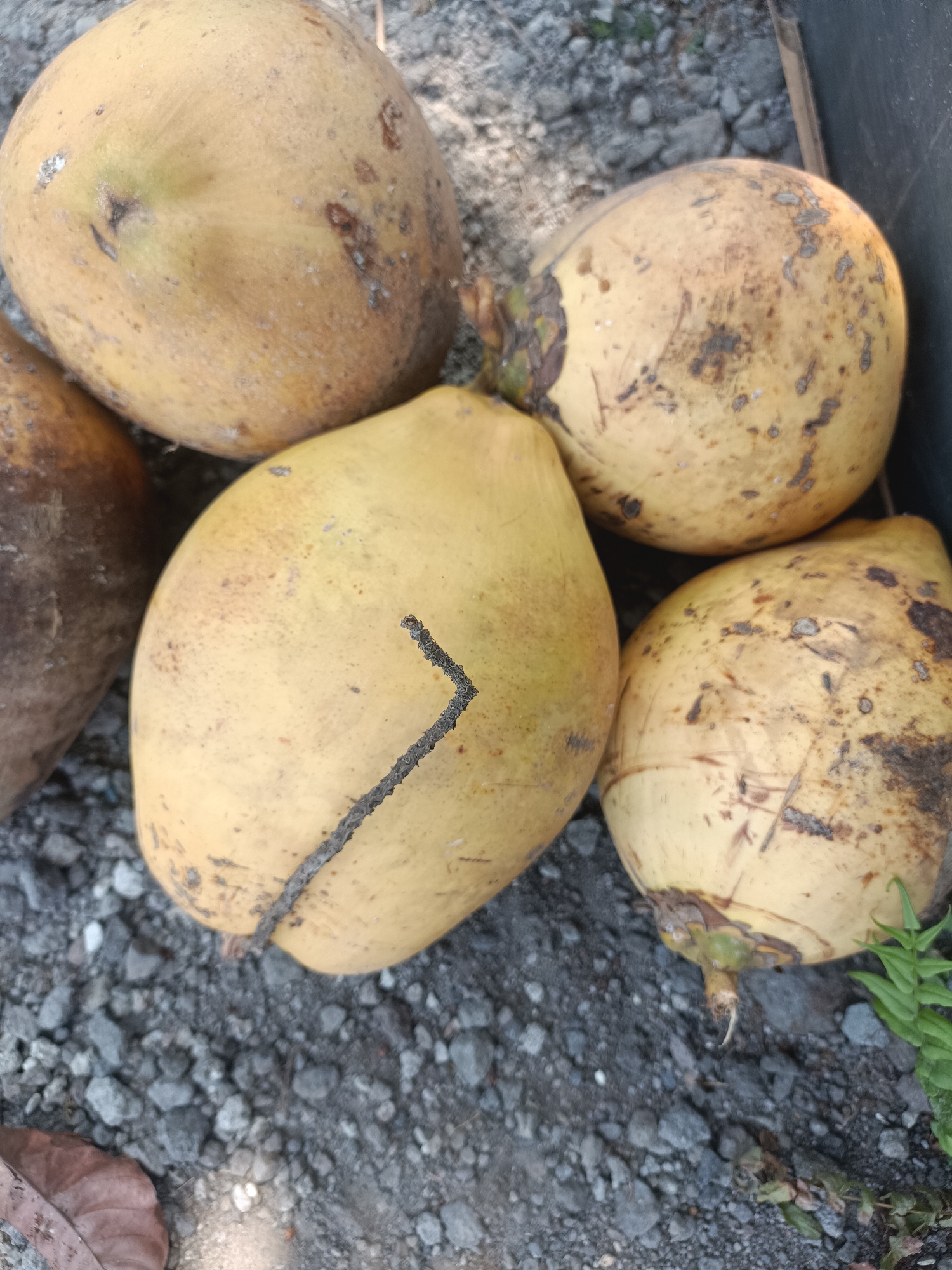 Five coconuts are on a gravel surface. One coconut is on the left side of the image, brown in color and partially visible. Four yellow coconuts are clustered in the center and right of the frame. The largest coconut is in the center, with a dark line marking its surface. The other three yellow coconuts are positioned to its right and top. The background consists of gravel and a dark vertical surface on the far right, possibly a wall or container. A few green leaves are visible in the lower right corner. The image appears to be taken outdoors in an area with loose stones and some vegetation. The location of Sumberadi, Indonesia is not discernible from the image content.
