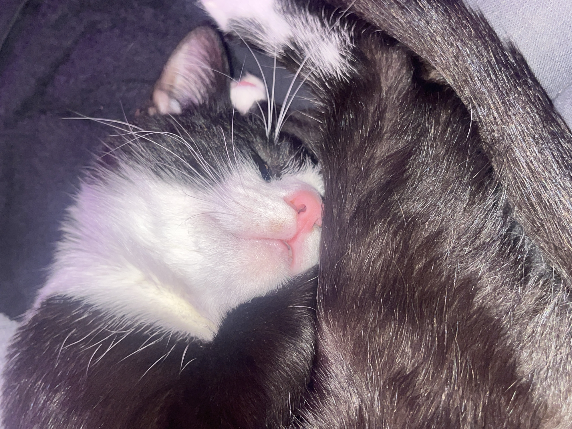 A close-up, dimly lit image captures two black and white tuxedo cats snuggled together, likely sleeping or resting. The main subject, a cat on the left, is seen in profile with its eyes closed, conveying a peaceful and content expression. Its prominent pink nose and slightly open mouth are visible, along with its white fur on the face, chin, and chest, contrasting with the black fur on its ears and body. Numerous long, white whiskers extend from its muzzle.
Intertwined with the first cat, primarily on the right side of the frame, is another cat. Only parts of its dark fur, some white markings, and whiskers are visible, suggesting it shares the same black and white coloring. The cats' fur appears soft and detailed, with individual hairs clearly visible. The background consists of dark, muted fabric, possibly a blanket or bedding, indicating an indoor and cozy setting. The overall scene exudes tranquility and warmth. There is no visible text in the image.