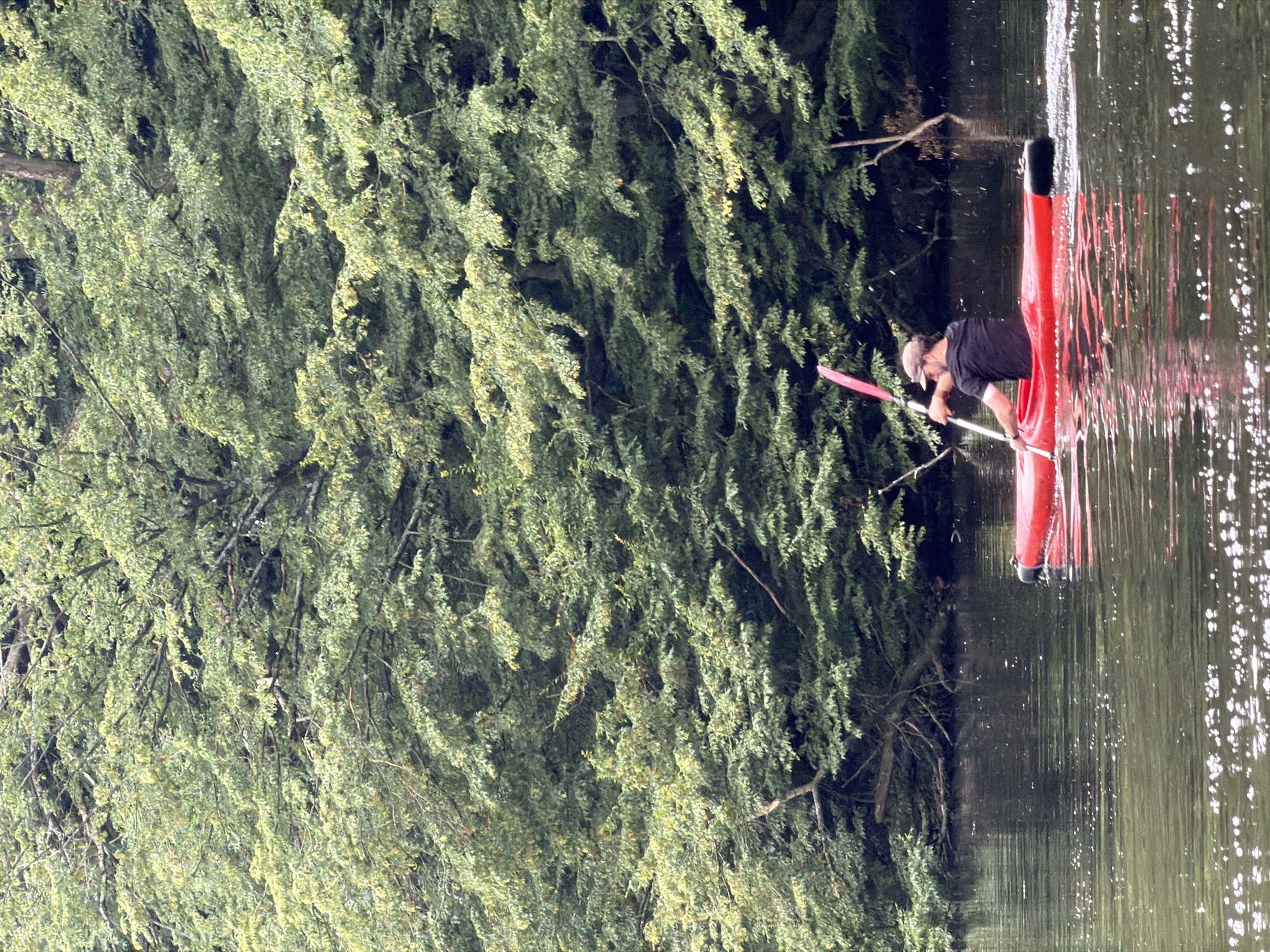 A man wearing a black t-shirt and a cap is kayaking in a red kayak on a dark, rippling body of water. He is holding a pink paddle and is positioned in the center of the frame, facing away from the viewer. The kayak is leaving a wake behind it. The background consists of a dense wall of lush green trees, suggesting a natural environment. The water surface is speckled with bright reflections and small white circles, likely from light reflecting off the water or small bubbles. The overall scene depicts a person engaged in a recreational activity on a calm body of water surrounded by abundant foliage. This image does not provide any specific clues about its location within the city of Aalsmeer, Netherlands.