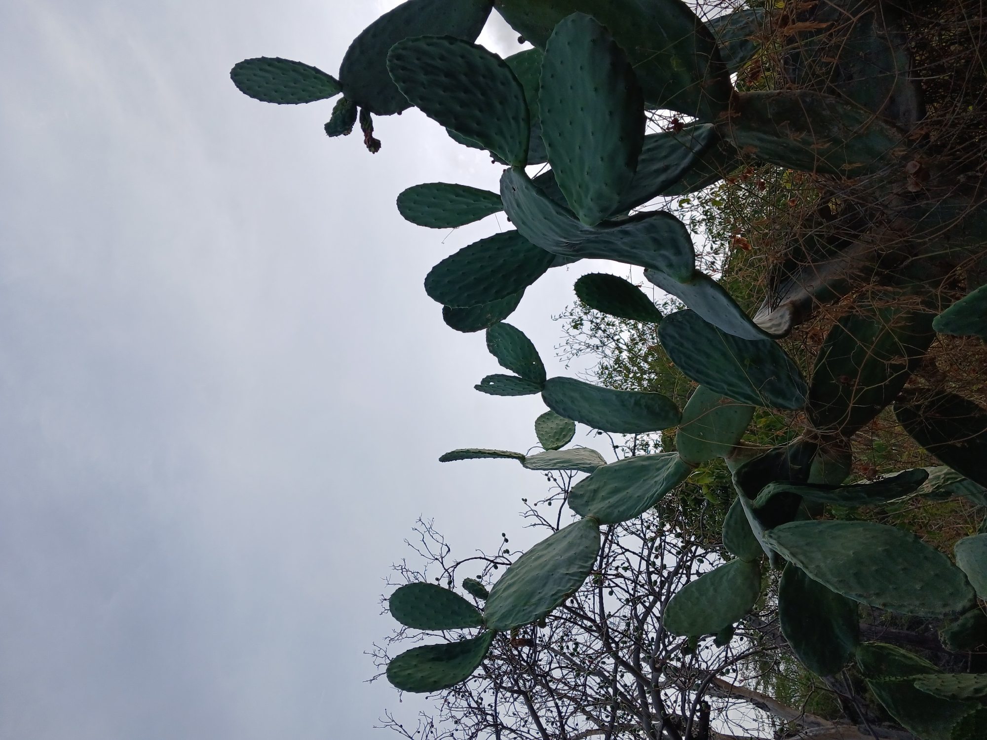 A low-angle shot captures a prickly pear cactus against a pale, overcast sky. The cactus, with its large, paddle-shaped cladodes, dominates the foreground and midground. Some of the cladodes are tinged with a darker green and show a bumpy texture. Behind the cactus, a spindly, bare tree with small buds is visible, its branches stark against the sky. Further in the background, there is dense foliage and dry, thorny vines entangled with the cactus. The scene appears to be an outdoor environment in Altagracia, Venezuela.