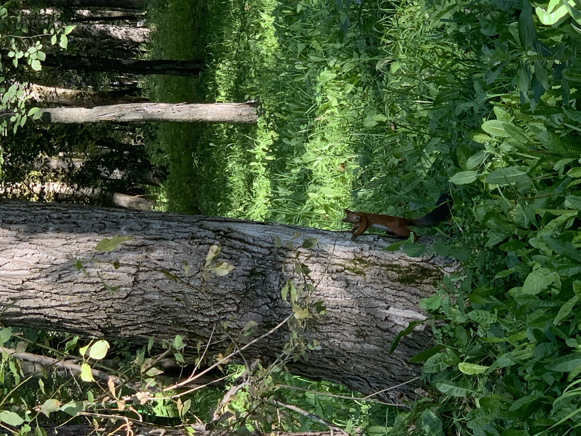 A squirrel is perched on the side of a large tree trunk in a grassy, wooded area. The squirrel is facing away from the camera, with its head turned to the left. It appears to be climbing or holding onto the bark of the tree. The surrounding environment is lush with green grass and various plants, with more trees visible in the background, suggesting a natural or park-like setting. Sunlight filters through the trees, creating dappled light on the ground. There is no indication of human presence or any specific location details that would pinpoint it to Prokopyevsk, Russia.