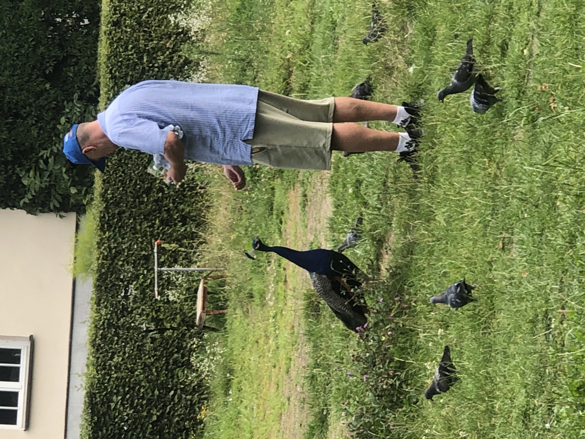 In a grassy, outdoor area adjacent to a building with a large window and a hedge, a person wearing a blue cap, light blue striped shirt, and tan shorts is holding a clear plastic bag and scattering contents on the ground. Several pigeons are gathered around the person's feet, and a peacock is standing to the left of the frame. The scene suggests the person is feeding the birds. The location is identified as Warsaw, Poland.