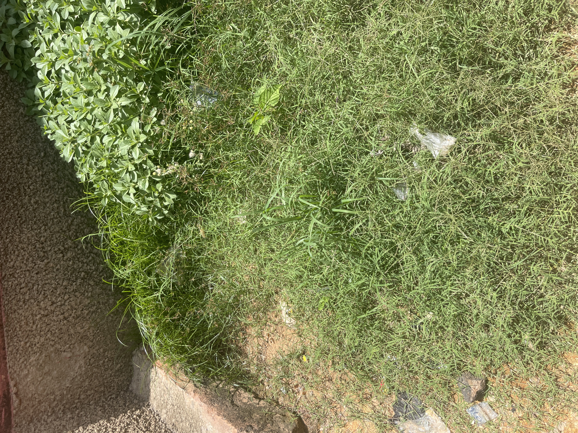 The image shows an overhead view of a patch of green grass with some scattered plastic debris. The grass is dense and appears somewhat unkempt. On the left side of the image, there is a transition from the grass to a textured, light brown surface, possibly a pathway or wall, with some shadows indicating the presence of a structure.
The debris includes several small pieces of clear and white plastic, some crumpled and others looking like small bags or wrappers. There is also a dark object that might be a piece of refuse or a small rock. A few small, light-colored specks are visible in the grass, possibly dried flowers or seeds.
The lighting suggests it is daytime, with bright sunlight casting sharp shadows. The overall scene depicts an outdoor environment, likely a park, roadside, or undeveloped area, possibly in a warm climate given the lushness of the grass. The presence of litter indicates human activity in the area. There is no visible text in the image. The setting is consistent with an urban or semi-urban environment in Jos, Nigeria.