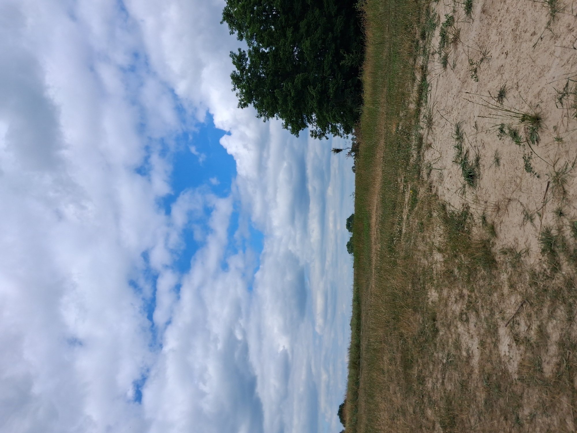 The image depicts an outdoor scene with a sandy foreground transitioning into dry, grassy terrain. In the mid-ground, a line of trees is visible on the horizon, with a cluster of dense green trees dominating the right side of the frame. The sky above is a mixture of blue patches and white, fluffy clouds. The environment appears to be a natural, open area. No people or specific landmarks identifiable to Reutyntsi, Ukraine are present.