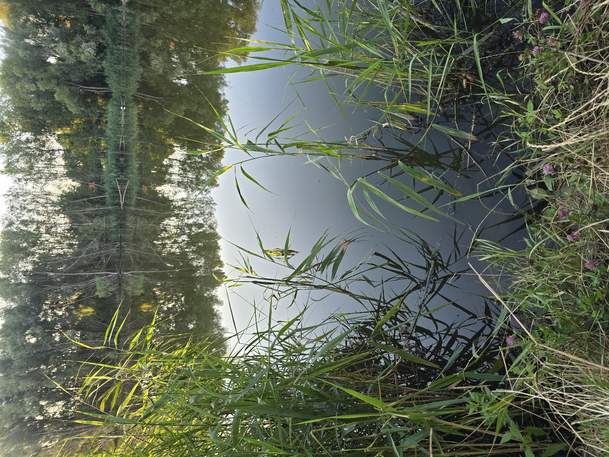 The image depicts a tranquil natural scene, likely a pond or slow-moving river, bordered by dense green trees and vegetation. The water's surface reflects the trees and sky, creating a mirror-like effect. Reeds and tall grasses grow along the water's edge in the foreground, with some submerged in the water, casting shadows that stretch across the dark surface. In the background, a line of trees forms a lush green backdrop against a pale sky. A small white object, possibly a bird, is visible on the water in the mid-ground, near the distant shore. The overall atmosphere is one of calm and natural beauty. While the prompt mentions Sofiivska Borshchahivka, Ukraine, there are no specific landmarks or indicators in the image to confirm this location. The scene is devoid of any human presence or activity.