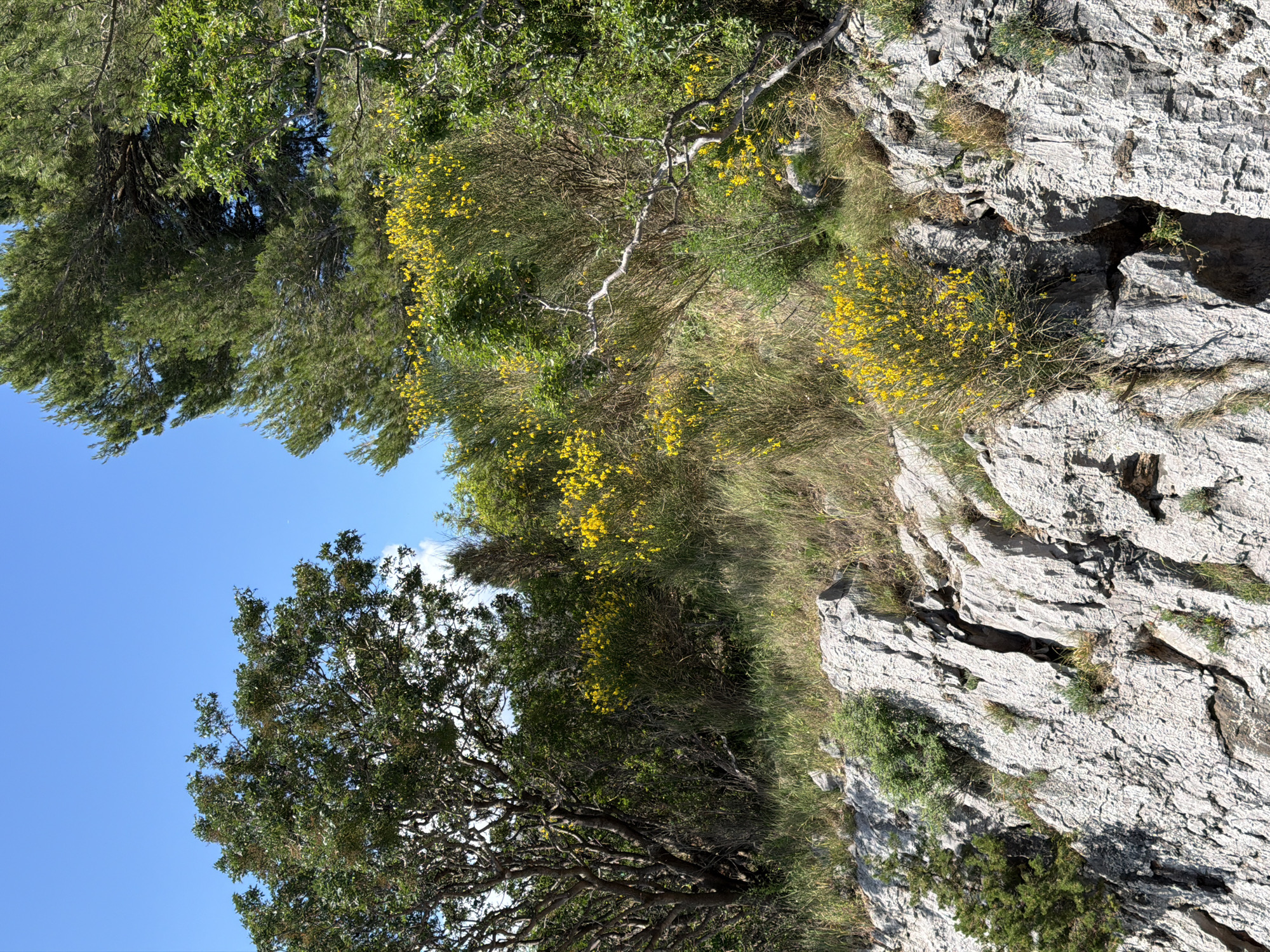 The image presents a vibrant, sunlit natural landscape, characteristic of a coastal or mountainous region such as Bečići, Montenegro. The scene is dominated by a clear blue sky, dense green foliage, and rugged rock formations.
On the left side of the frame, a large tree with dark green leaves and visible, gnarled branches extends upwards, partially silhouetted against the bright sky. Towards the center and right, the middle ground is filled with a rich array of vegetation, including various green trees and numerous shrubs. A prominent feature is the widespread presence of small, bright yellow flowers, possibly Spanish Broom, which appear in dense clusters on the shrubs, adding bursts of golden color across the greenery.
To the right, the landscape transitions into a textured, light grey rock face. This rugged rock formation displays numerous cracks, crevices, and varying shades of grey and white, indicative of a natural cliff or outcrop. Small patches of green grass and occasional yellow flowering plants can be seen growing directly out of the rock.
The upper left portion of the image shows a broad expanse of clear, bright blue sky, with just a hint of wispy white cloud visible at the very top. The strong illumination suggests it is daytime, likely under a clear, sunny sky. The overall impression is one of untouched natural beauty and a tranquil, wild environment. There are no people, artificial objects, or visible text in the image.