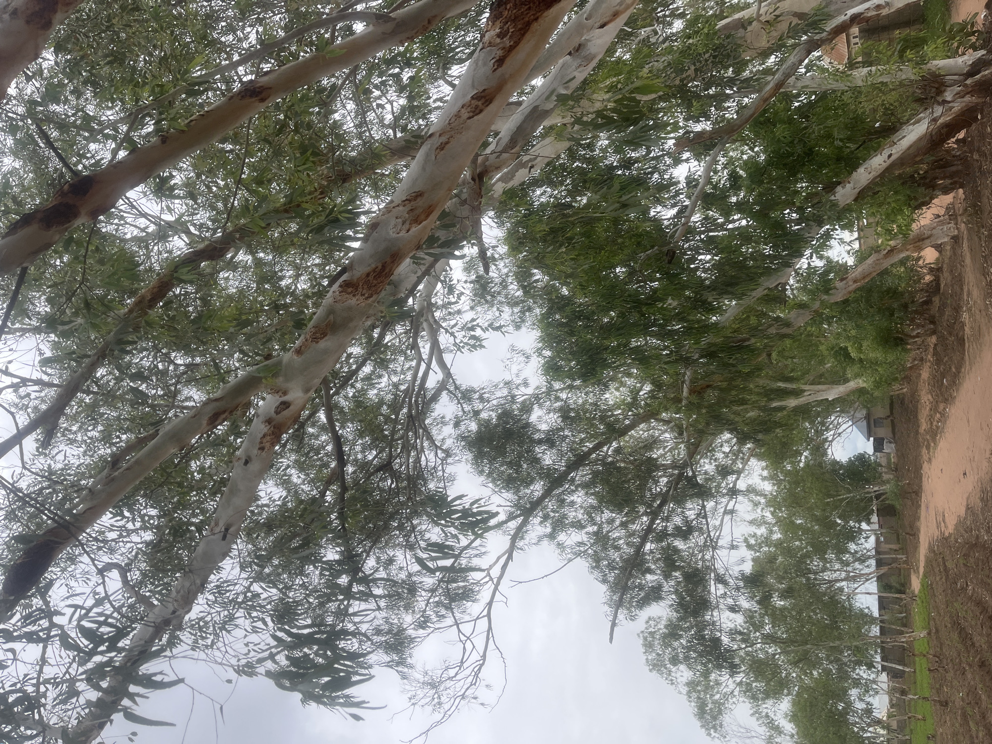 The image depicts a dirt path winding through a grove of tall trees with white and brown mottled bark, characteristic of eucalyptus trees, under an overcast sky. The trees have numerous slender branches with feathery green leaves. In the background, to the left, is a sparsely populated residential area with low-lying buildings, some appearing to be under construction or in a state of disrepair. A fence runs along the edge of the property. The ground along the path is a reddish-brown dirt, with some areas appearing tilled or recently disturbed, suggesting agricultural activity. The overall environment suggests a rural or semi-rural setting within the city of Jauro Yinu, Nigeria.