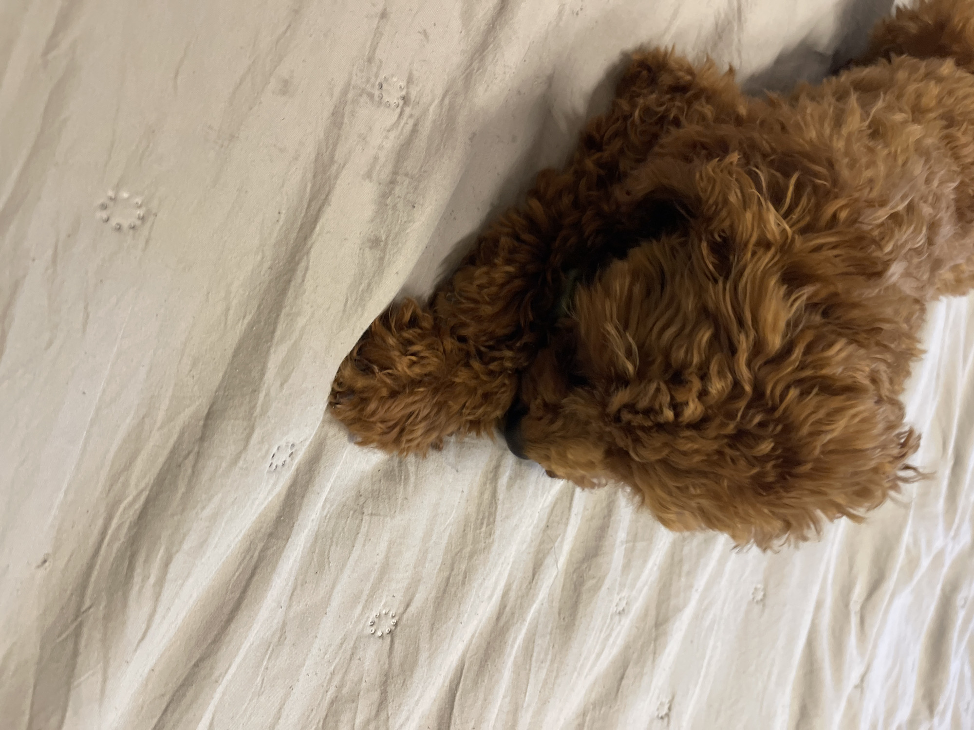 A medium-close-up shot features a reddish-brown poodle laying on a light beige bedspread. The dog's head and a portion of its body occupy the right side of the frame. The bedspread takes up most of the image area, showing a simple floral pattern of small circular shapes. The dog appears to be resting. The location is unidentifiable.