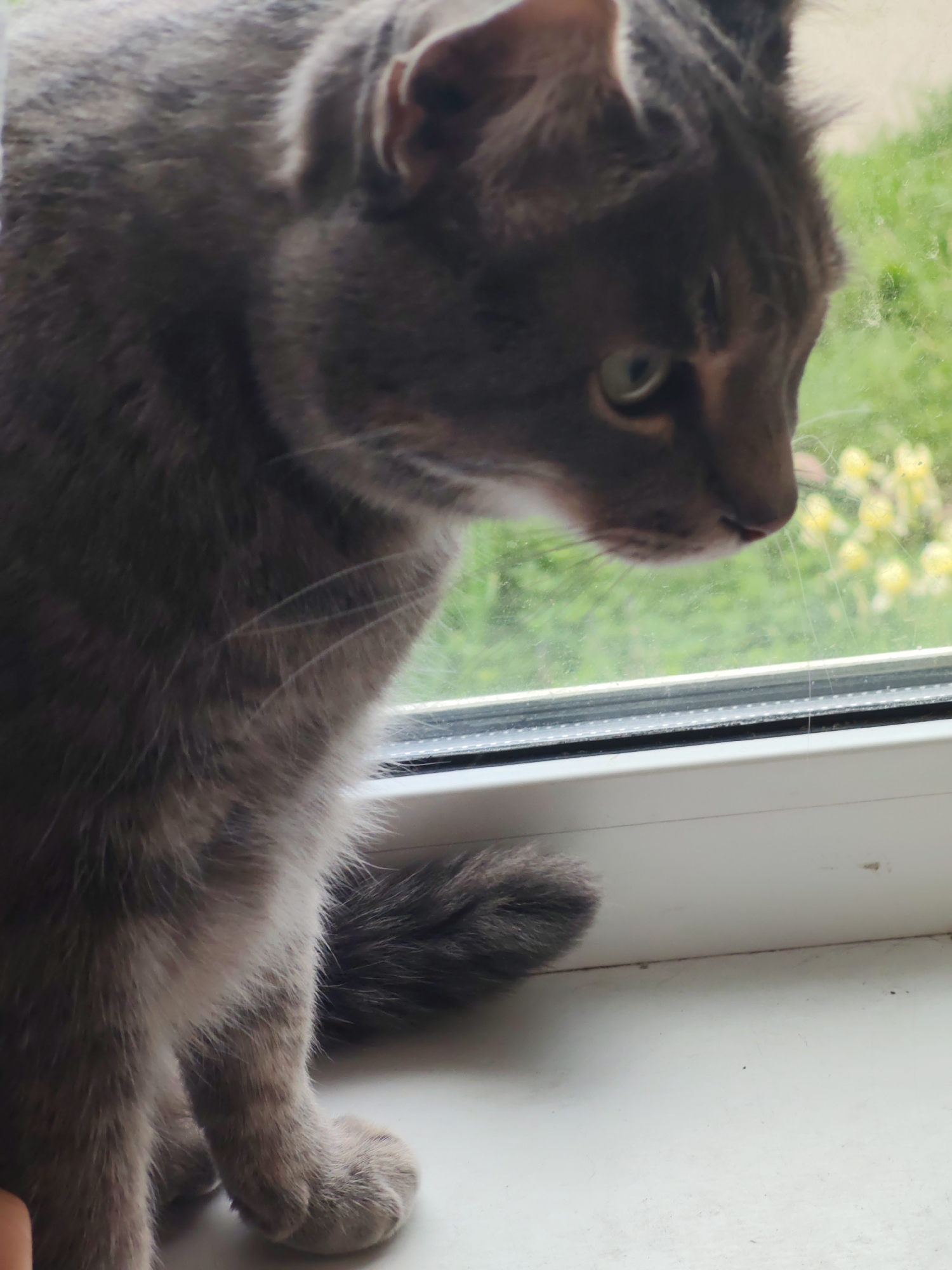A gray cat with green eyes sits on a white windowsill, looking out the window at a green lawn with yellow flowers.