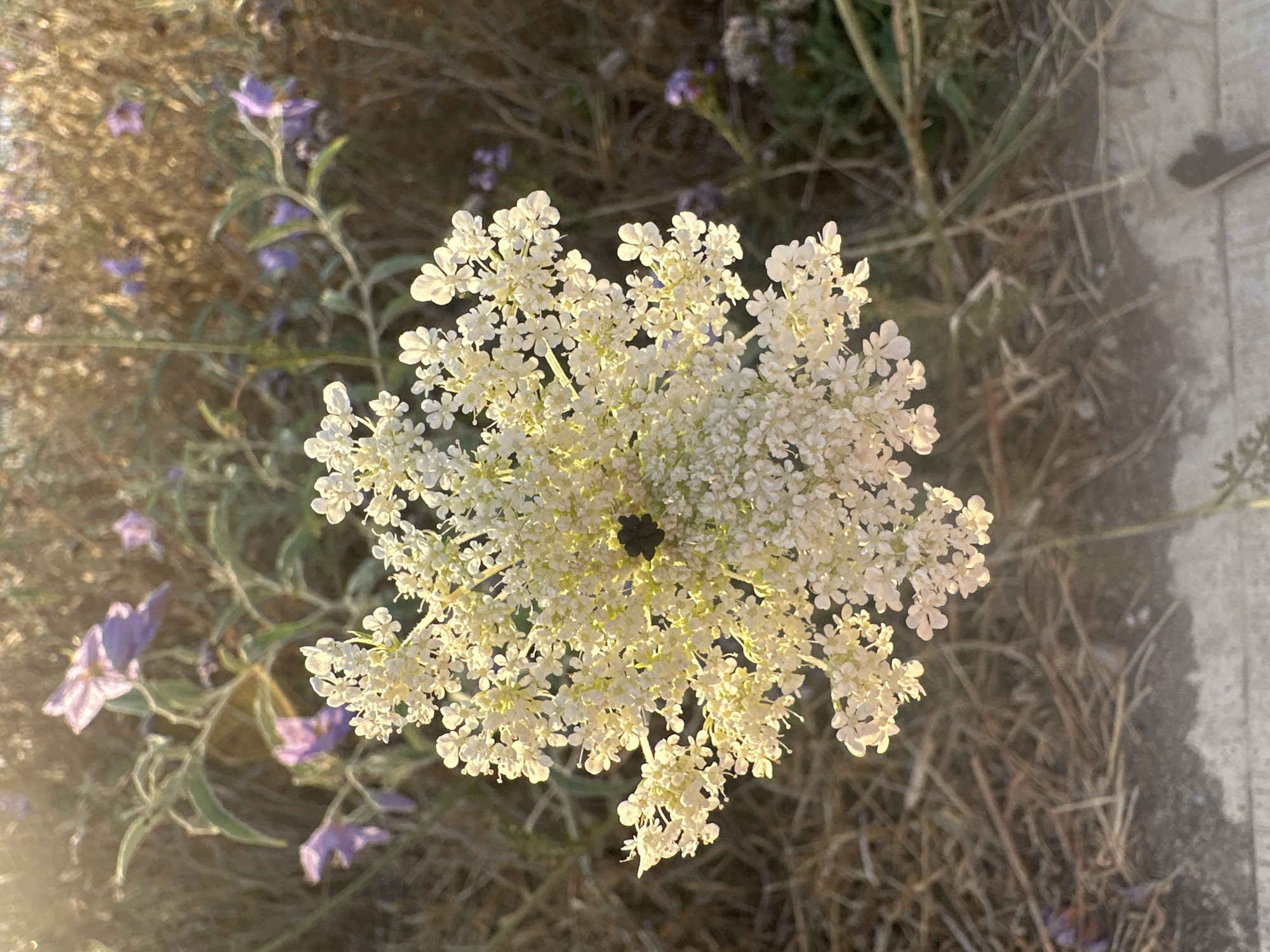 This image captures a close-up, top-down view of a delicate white flower, possibly Queen Anne's Lace, with a dark central cluster of florets. The flower is the dominant subject, filling much of the frame with its intricate, umbrella-like structure composed of numerous tiny white blossoms. Surrounding the white flower are hints of smaller, pale purple flowers with star-shaped petals, and dried grasses and foliage. The scene is set outdoors, with a hint of a paved surface, possibly a sidewalk or pathway, visible on the right side of the image. The lighting suggests it is daytime, likely late afternoon or early morning, given the warm, soft glow and the shadows cast. The overall mood is serene and natural, highlighting the beauty of wild flora. There is no visible text in the image. The context provided indicates the location is Haifa, Israel.