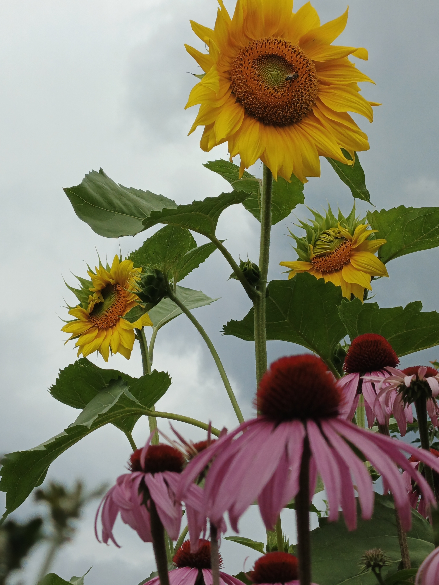 A close-up, low-angle shot captures several sunflowers and coneflowers against a cloudy sky. The largest sunflower, in the upper right, is in full bloom with bright yellow petals and a dark center, a bee visible on its face. Below it, another sunflower is partially open, revealing its developing petals and center. To the left, a third sunflower faces sideways, its petals slightly drooping. In the foreground, several pink coneflowers with dark centers are in focus, their petals angled downwards, creating a soft blur. The scene is set in Medvedyovka, Russia, likely a garden or park given the floral arrangement. The overall impression is one of natural beauty under an overcast sky.