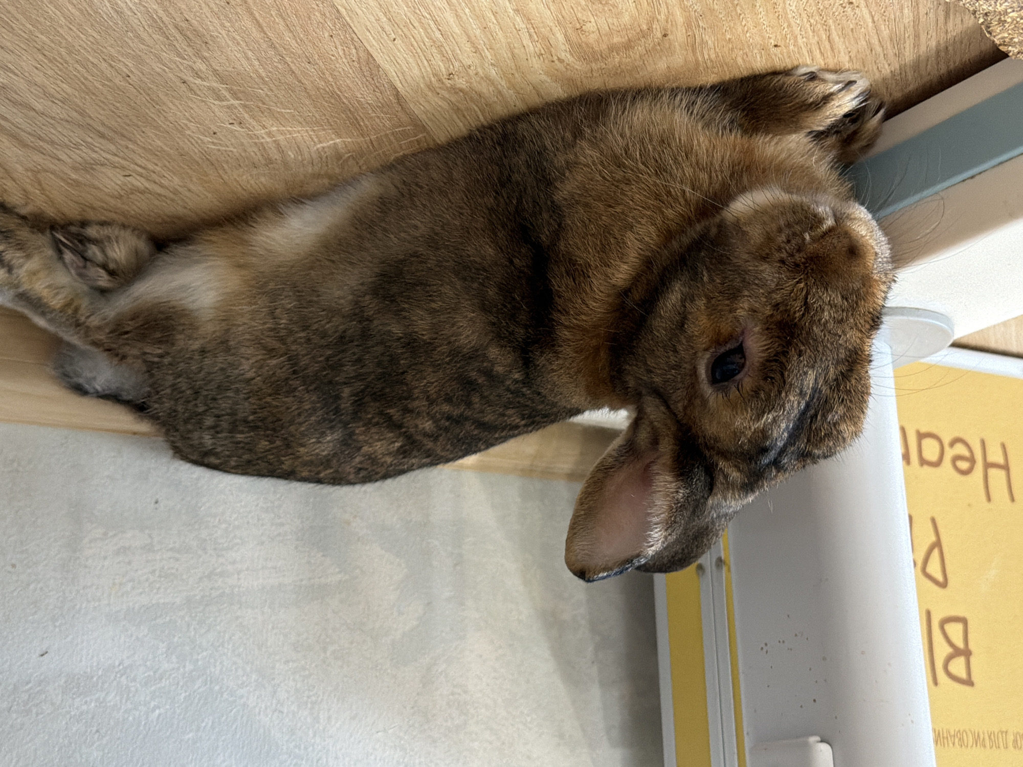 A brown rabbit is lying on a wooden floor. The rabbit is facing left, with its head resting on its paws. Its fur is a mix of brown, black, and white. There is a white object with blue trim to the left of the rabbit, and a yellow object in the background. The background is a light-colored wall. The scene appears to be indoors, in a room. The image was taken in Solikamsk, Russia.