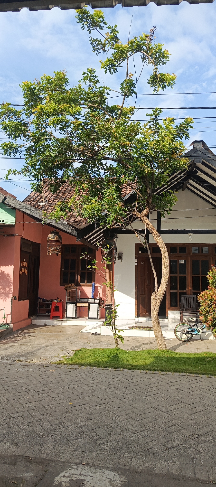 The image depicts a residential street in Kajeksan, Indonesia, on a clear day. In the foreground, a paved walkway with a herringbone pattern leads towards two adjacent houses. To the left is a single-story house with a pink facade, featuring a dark brown door and window. A birdcage hangs from the eaves. In front of this house, there is a red stool, a small metal cart with white panels, and a shoe rack.
The house to the right is a two-story structure with white walls and a dark-tiled roof. It has several dark brown windows and a prominent dark brown door. A wooden chair is visible on the porch.
Dominating the center of the image is a mature tree with a distinctive curved trunk and lush green foliage. Its branches extend across the frame, partially obscuring the houses and the sky. A smaller, slender tree with minimal leaves stands in front of the larger tree.
A bicycle with blue and black accents rests on the pavement to the right of the houses. A patch of green grass borders the walkway in front of both residences, and a bush with red and green leaves is visible on the far right. Power lines crisscross the sky above the scene. The overall impression is one of a quiet, lived-in suburban environment.