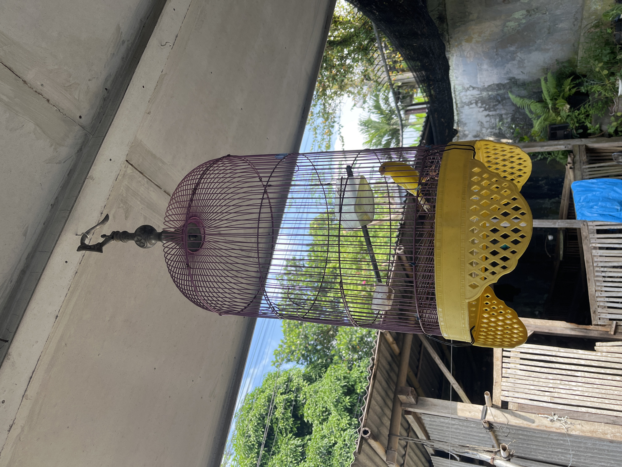 A yellow canary is inside a purple and yellow birdcage, hanging from a concrete overhang. The birdcage has a seed tray at the bottom. In the background, lush green trees and a bright blue sky are visible. A rustic wooden structure with a corrugated metal roof is to the left of the cage, and to the right, there is a textured gray wall with some greenery. The overall scene appears to be an outdoor area, possibly a backyard or patio, in Pasrukkrajan Satu, Indonesia.