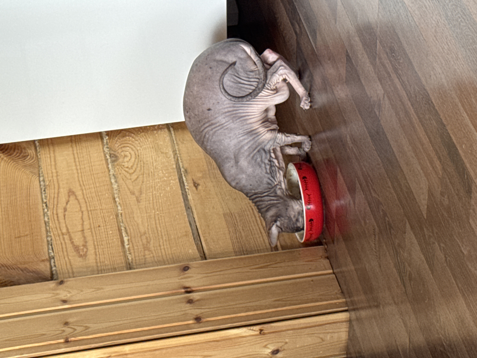A hairless cat, likely a Sphynx breed, is eating from a red bowl on a wooden floor. The cat is positioned in the center-right of the frame, with its head bowed into the bowl. The bowl is round and red with a white rim. The floor is made of dark brown wooden planks. To the left of the cat is a wooden wall composed of vertical planks. In the background, a white vertical surface is visible on the right. The overall environment suggests an indoor setting with rustic wooden elements. The location is identified as Nikolaevka, Russia, though this is not visually apparent from the image itself.