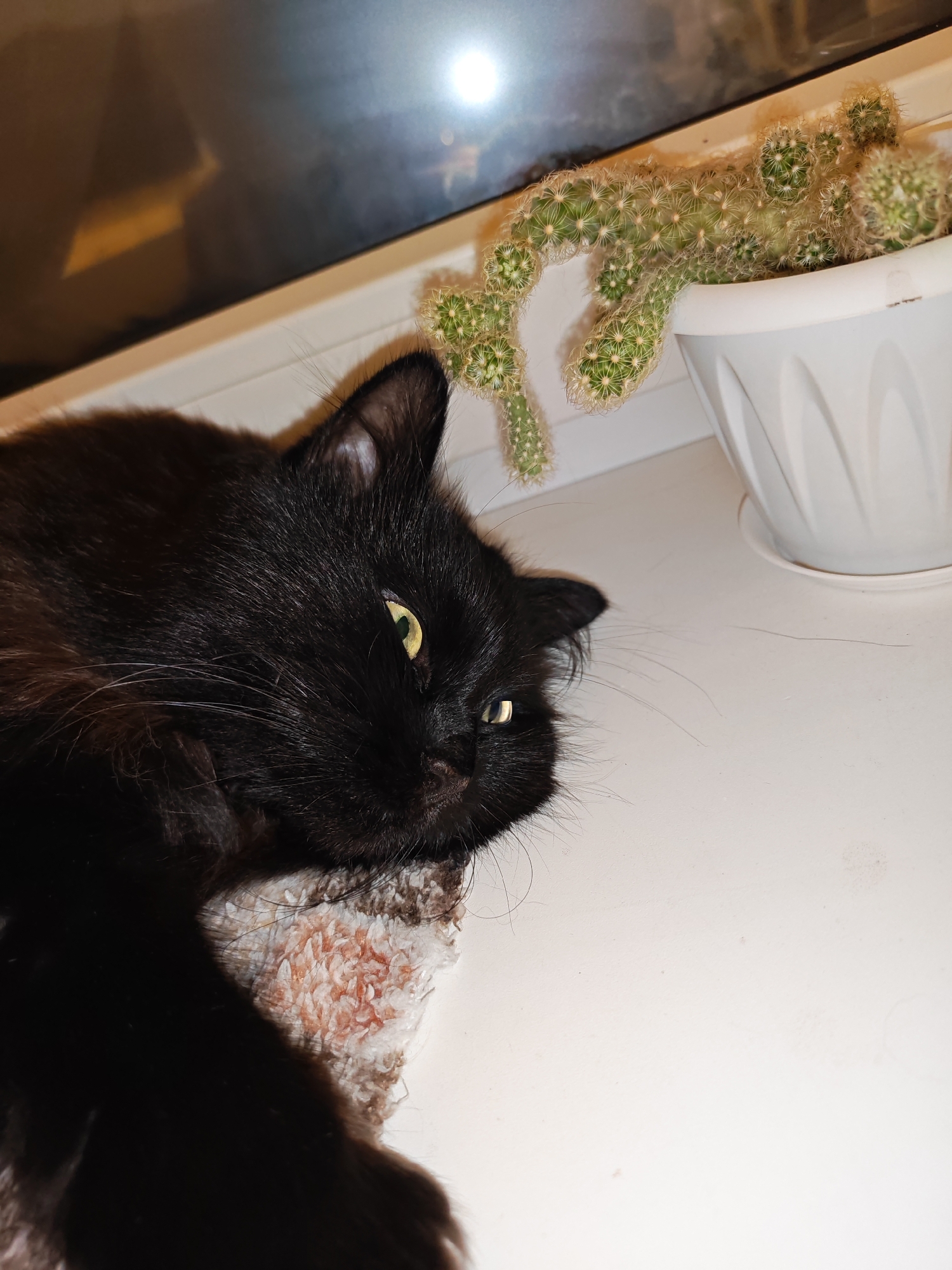 A black cat with yellow eyes lies on a windowsill next to a potted cactus. The cat is on its left side, with its head turned towards the viewer. Its fur is long and appears somewhat matted in places. The cactus is a trailing variety with numerous small green nodules covered in white spines. It is in a white plastic pot. The windowsill is white and appears to be made of a smooth material. In the background, a dark surface with a bright reflection is visible, possibly a window or a television screen. The overall scene is indoors, with soft lighting. The image does not contain any elements that suggest a specific location in Bataysk, Russia.