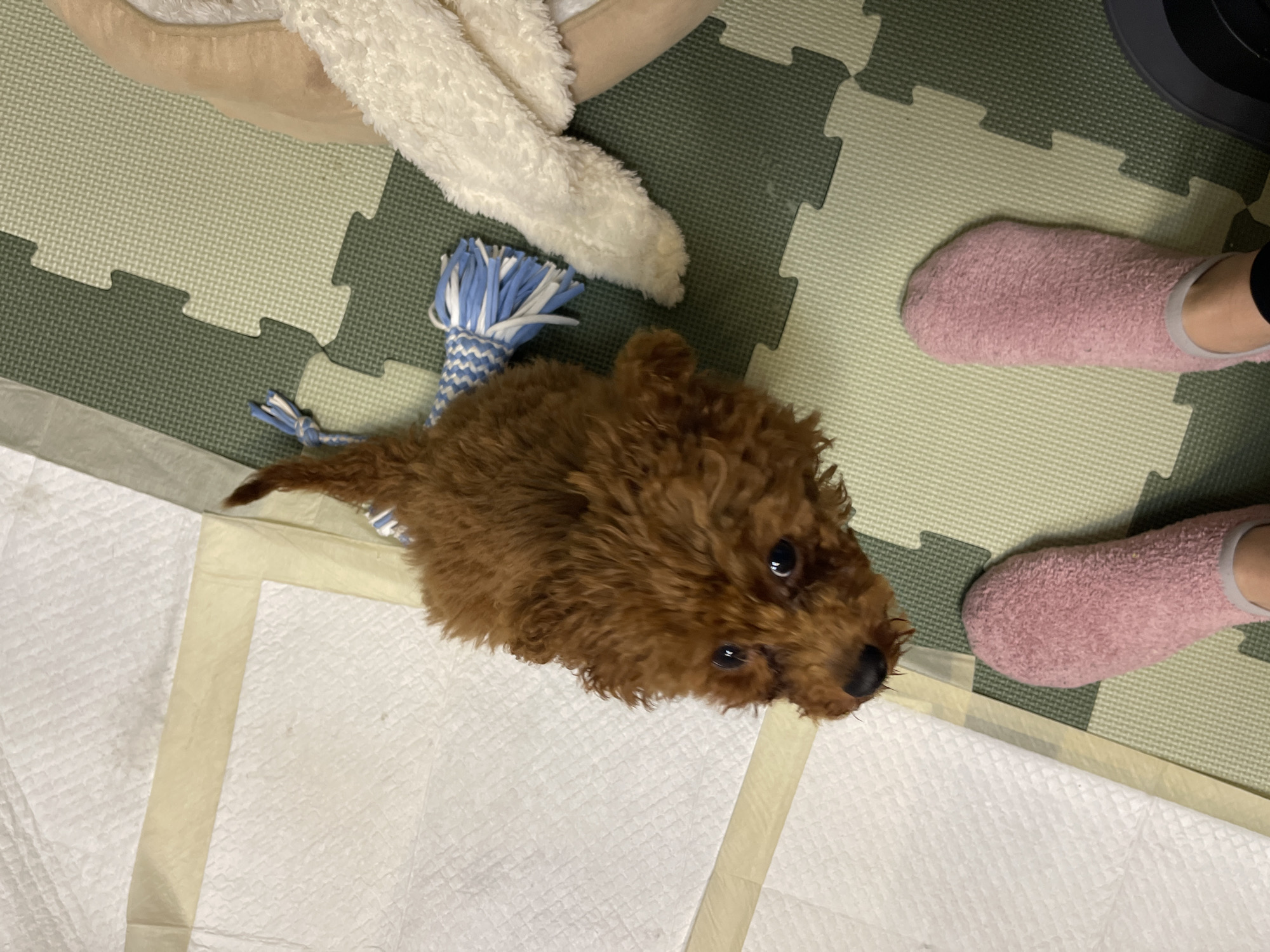 A brown poodle lies on a white absorbent pad. To the upper left, the edge of a dog bed and a white plush toy are visible next to a blue and white rope toy. The floor is covered in green and white interlocking foam tiles. To the right, two pink slippers are visible, indicating a person is present. The location is likely indoors. The presence of the absorbent pad suggests the poodle is a puppy or has incontinence issues. There is no information provided to suggest the image was taken in the city of Sofia, Bulgaria.